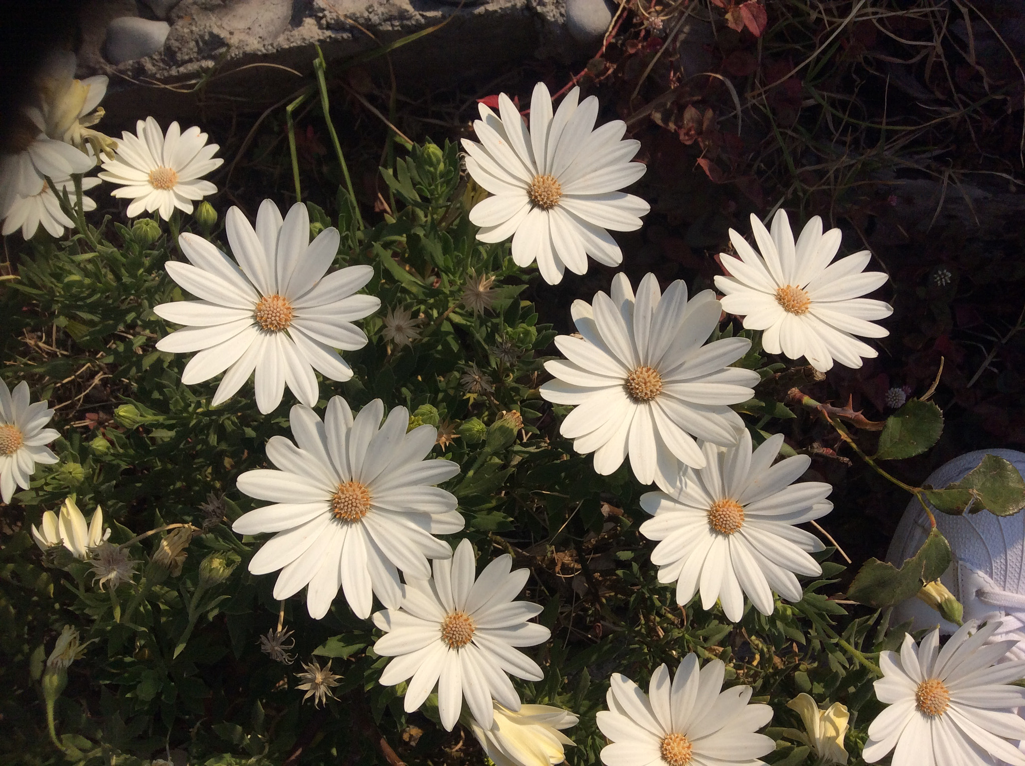 Apple iPad mini 3 sample photo