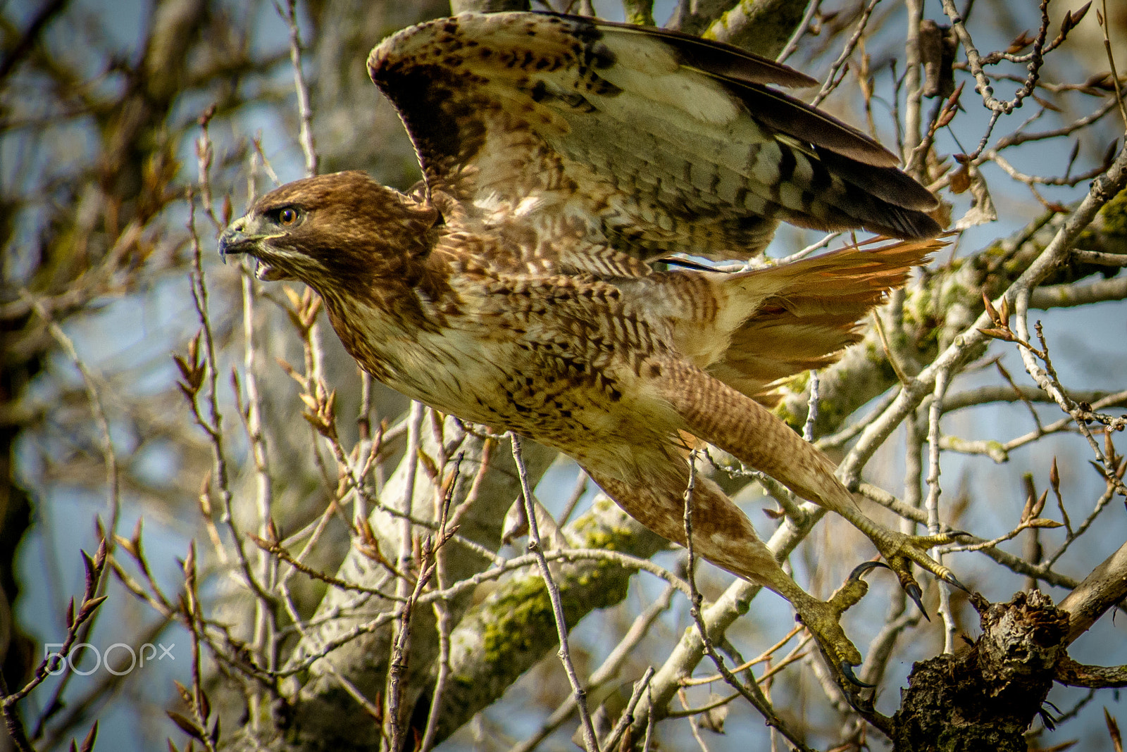Nikon D800 sample photo. Swainson's hawk photography