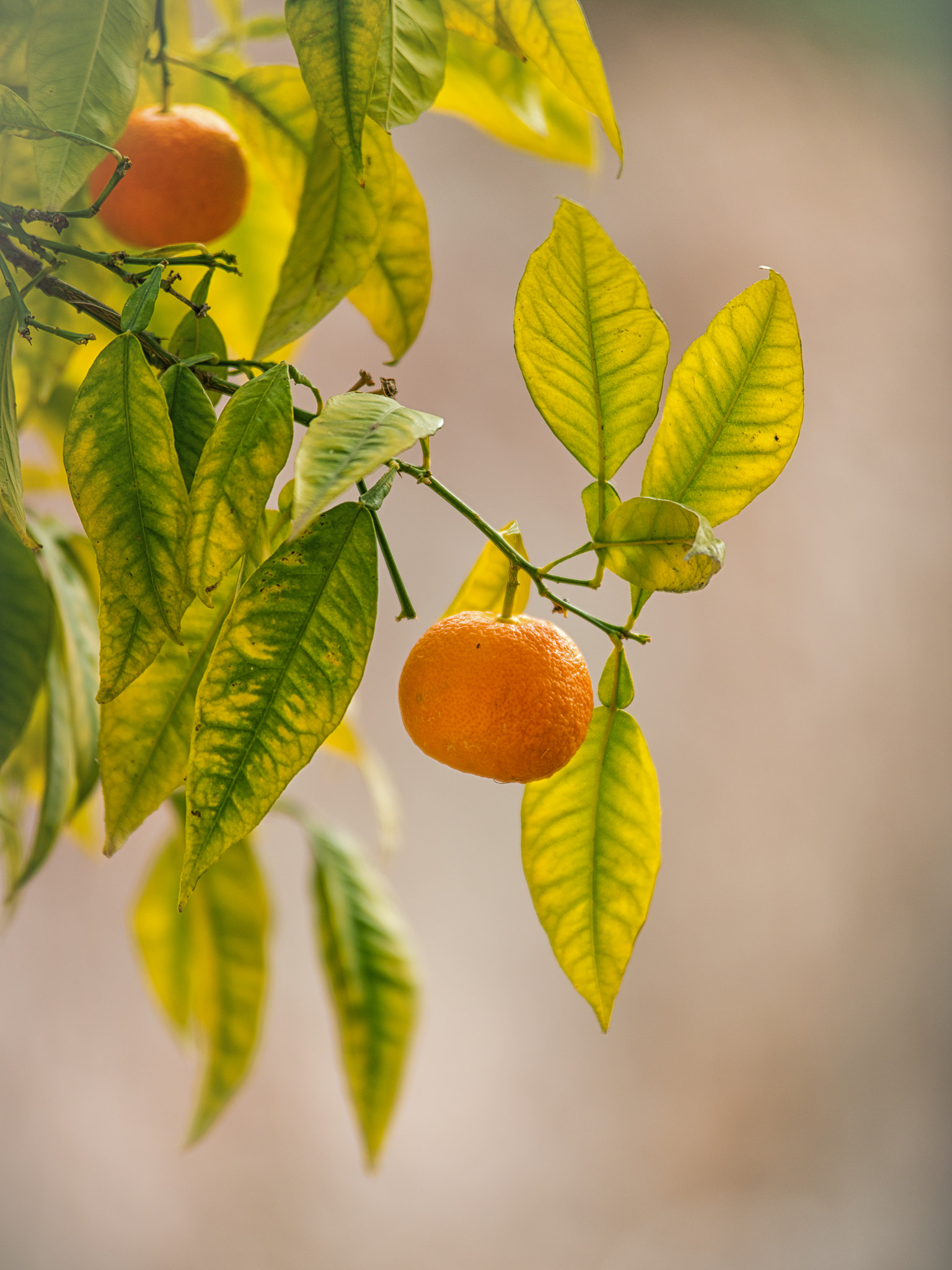 Nikon D810 sample photo. Orange tree photography