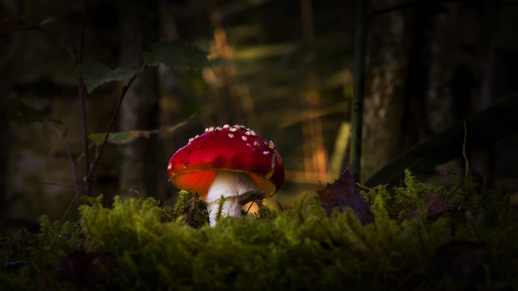 Canon EOS 40D sample photo. () photography