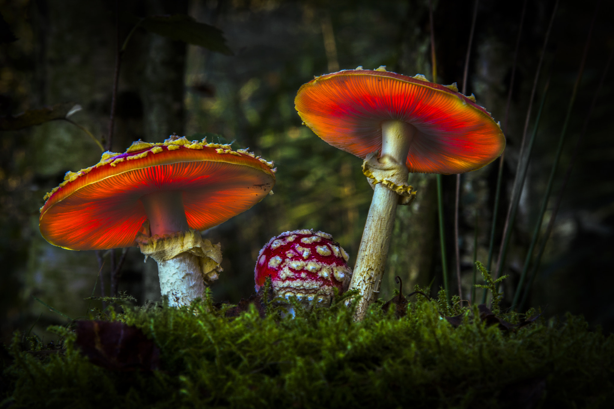 Canon EOS 40D sample photo. () photography