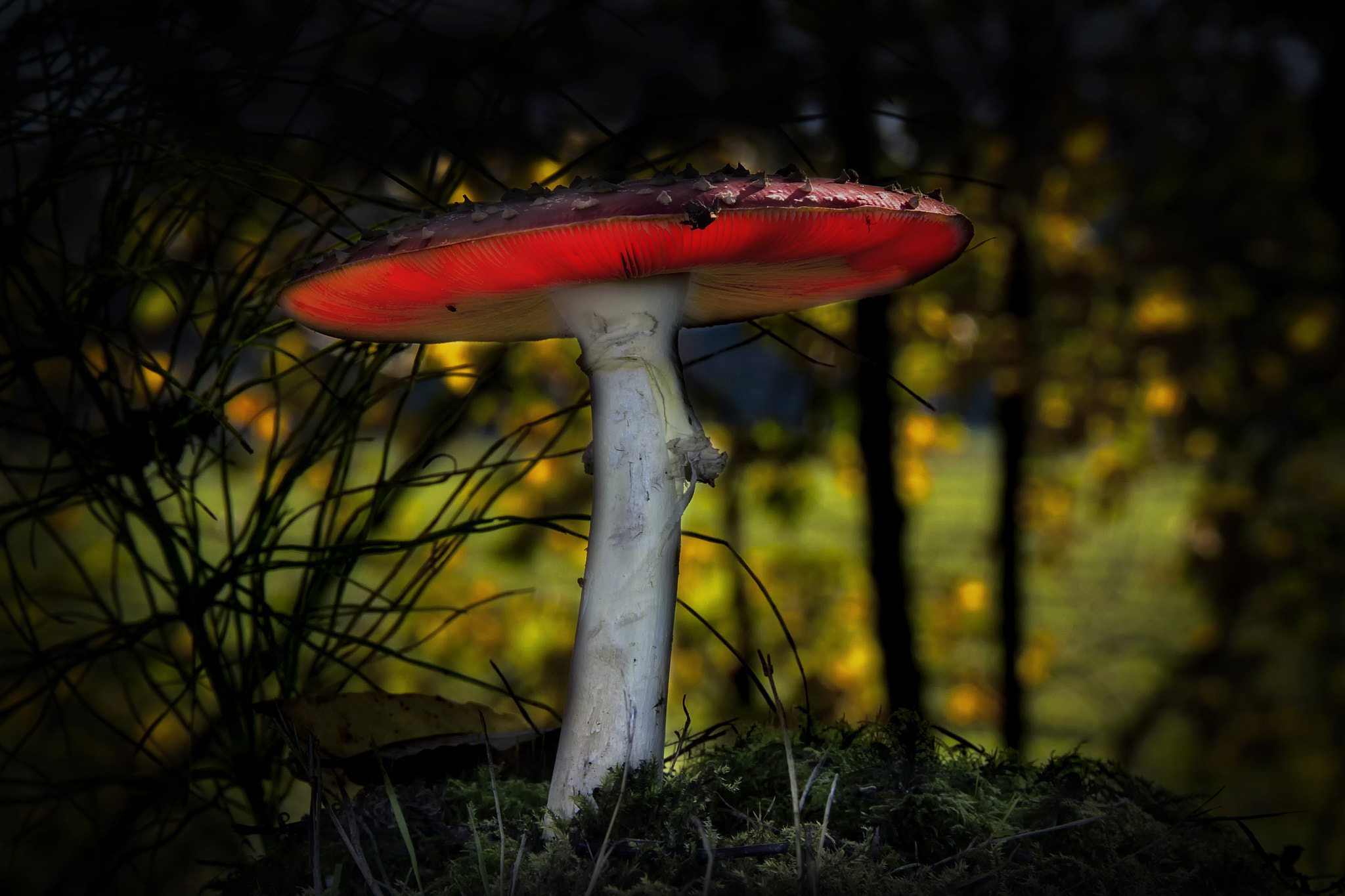 Canon EOS 40D sample photo. () photography