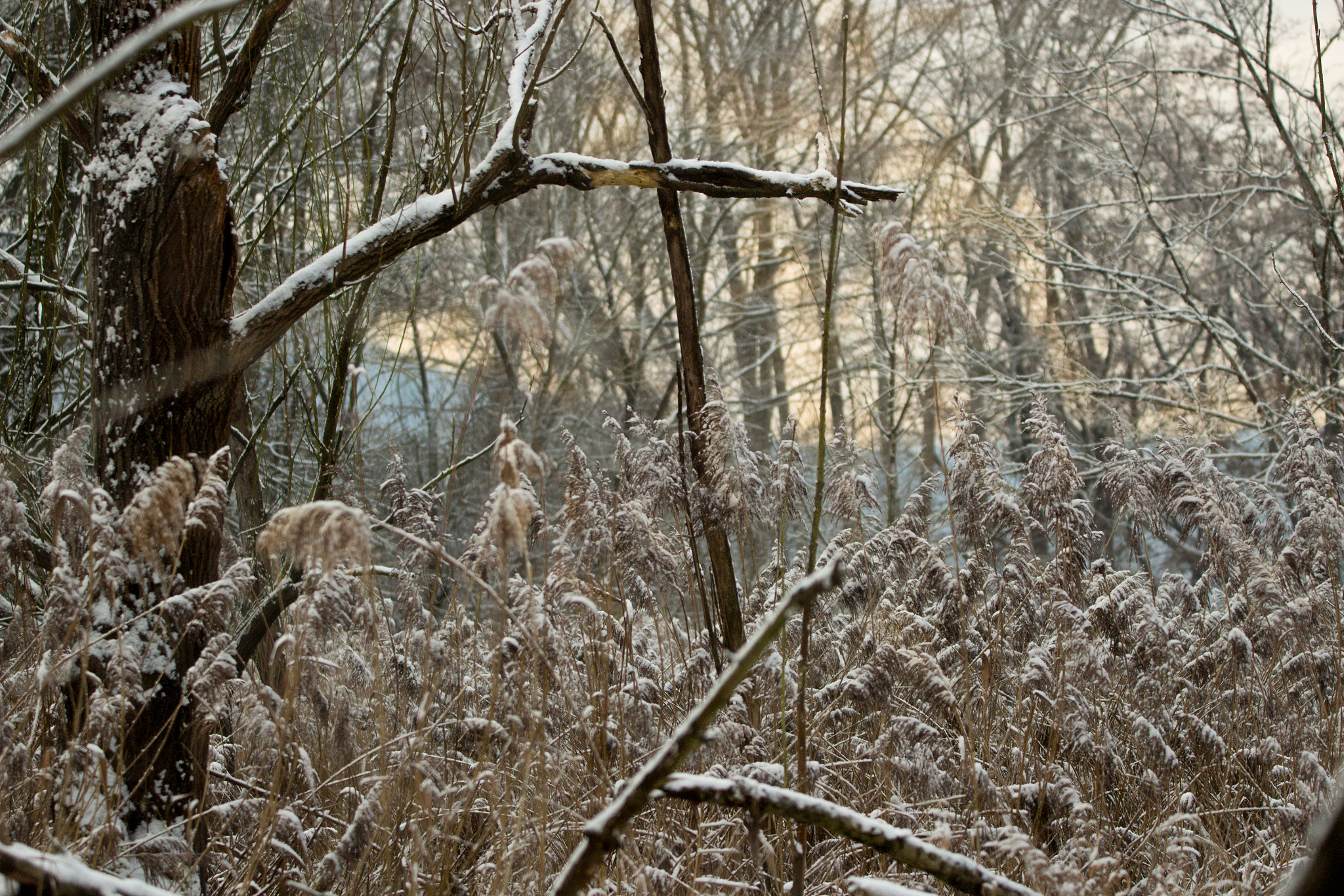 Canon EOS 100D (EOS Rebel SL1 / EOS Kiss X7) sample photo. Winter swamp photography