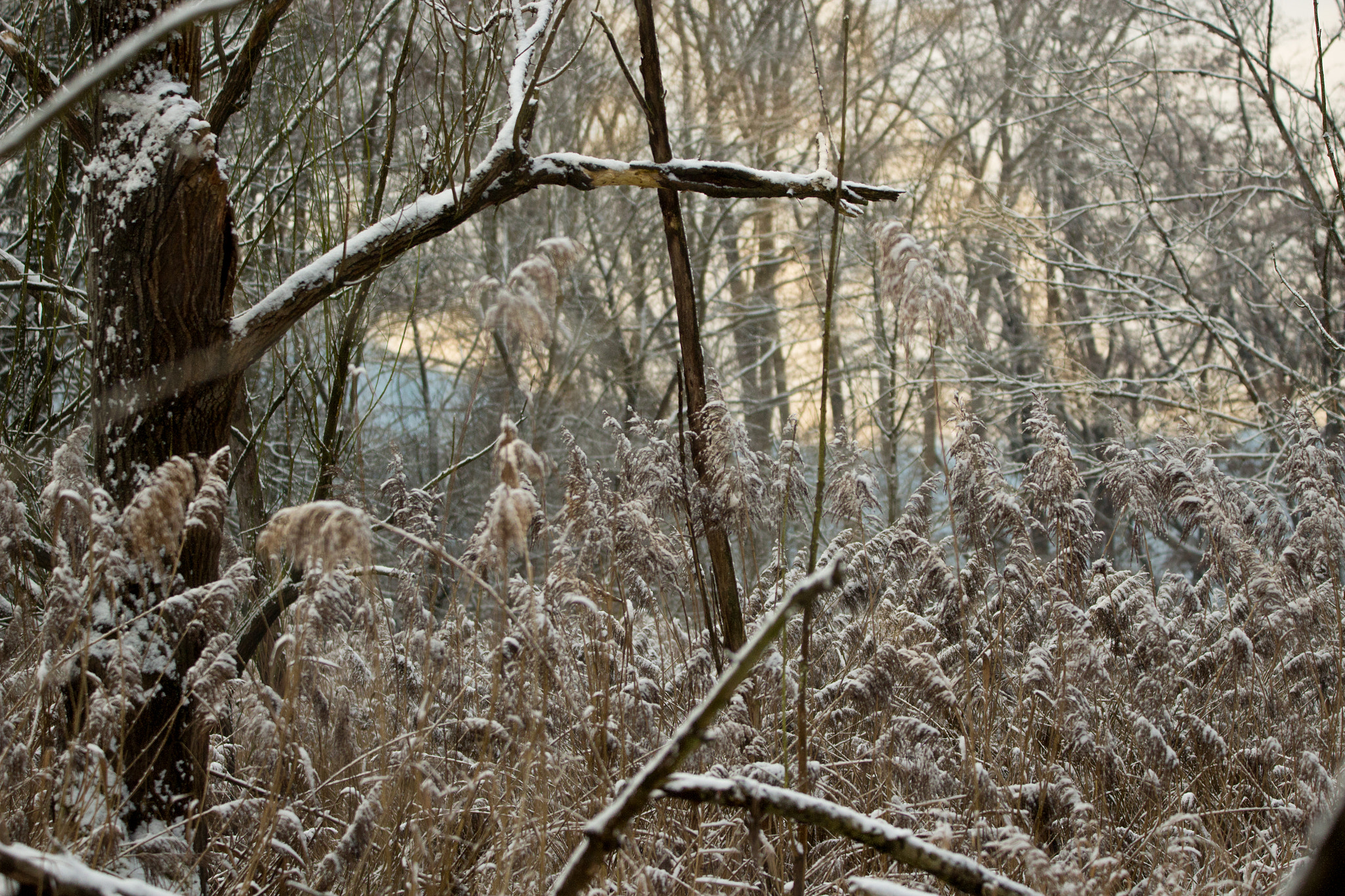 150-600mm F5-6.3 DG OS HSM | Contemporary 015 sample photo. Winter swamp photography