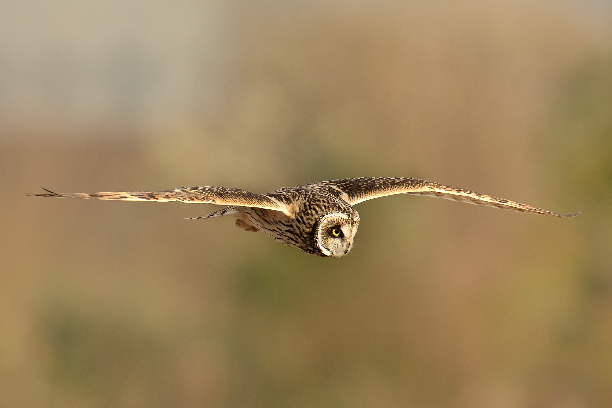 Nikon D500 sample photo. Short-eared owl photography