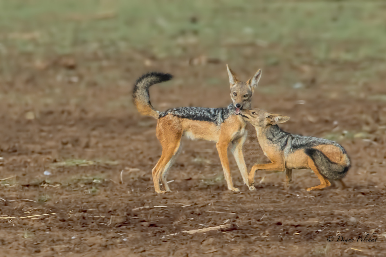 Canon EF 300mm F2.8L IS II USM sample photo. Black-backed jackal photography
