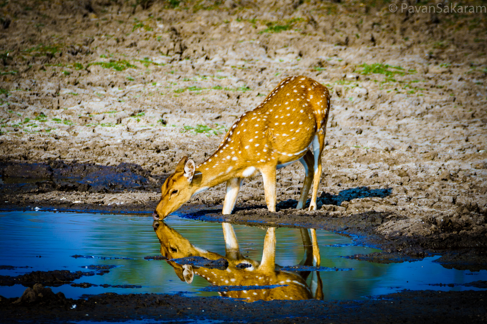 Sony a7R II sample photo. Spotted deer photography