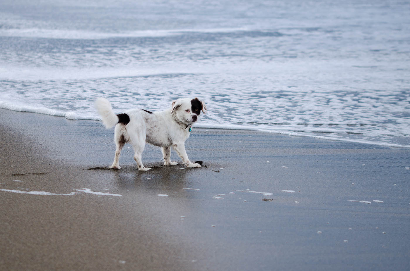 Sigma 105mm F2.8 EX DG OS HSM sample photo. Dog by the sea side photography