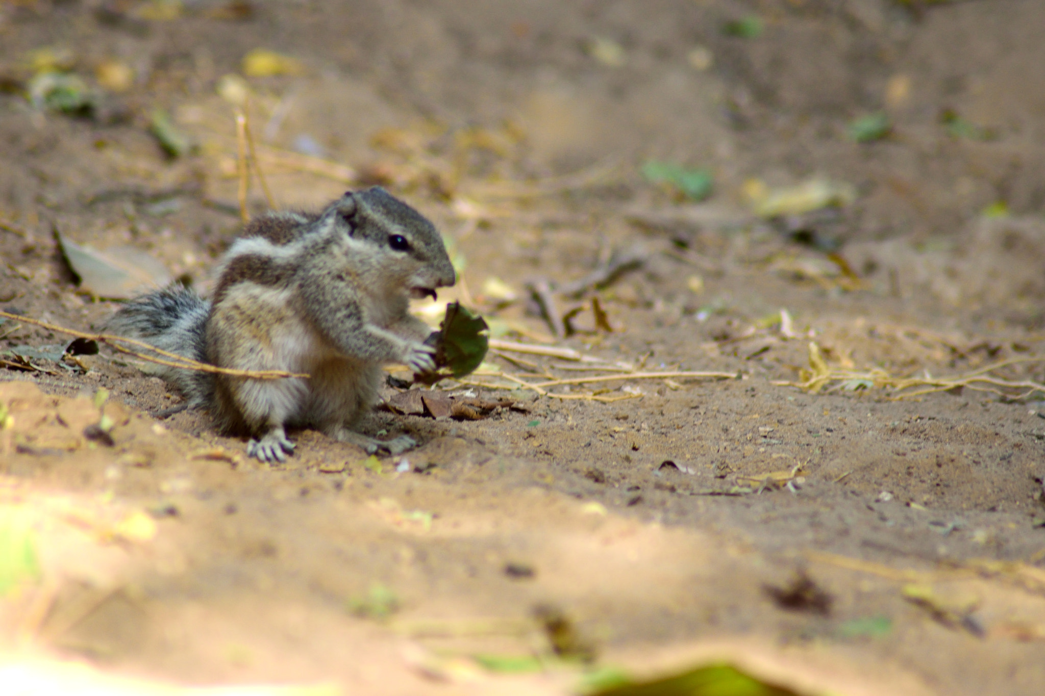 Nikon AF Nikkor 70-300mm F4-5.6G sample photo. Squirrel eating leaf photography