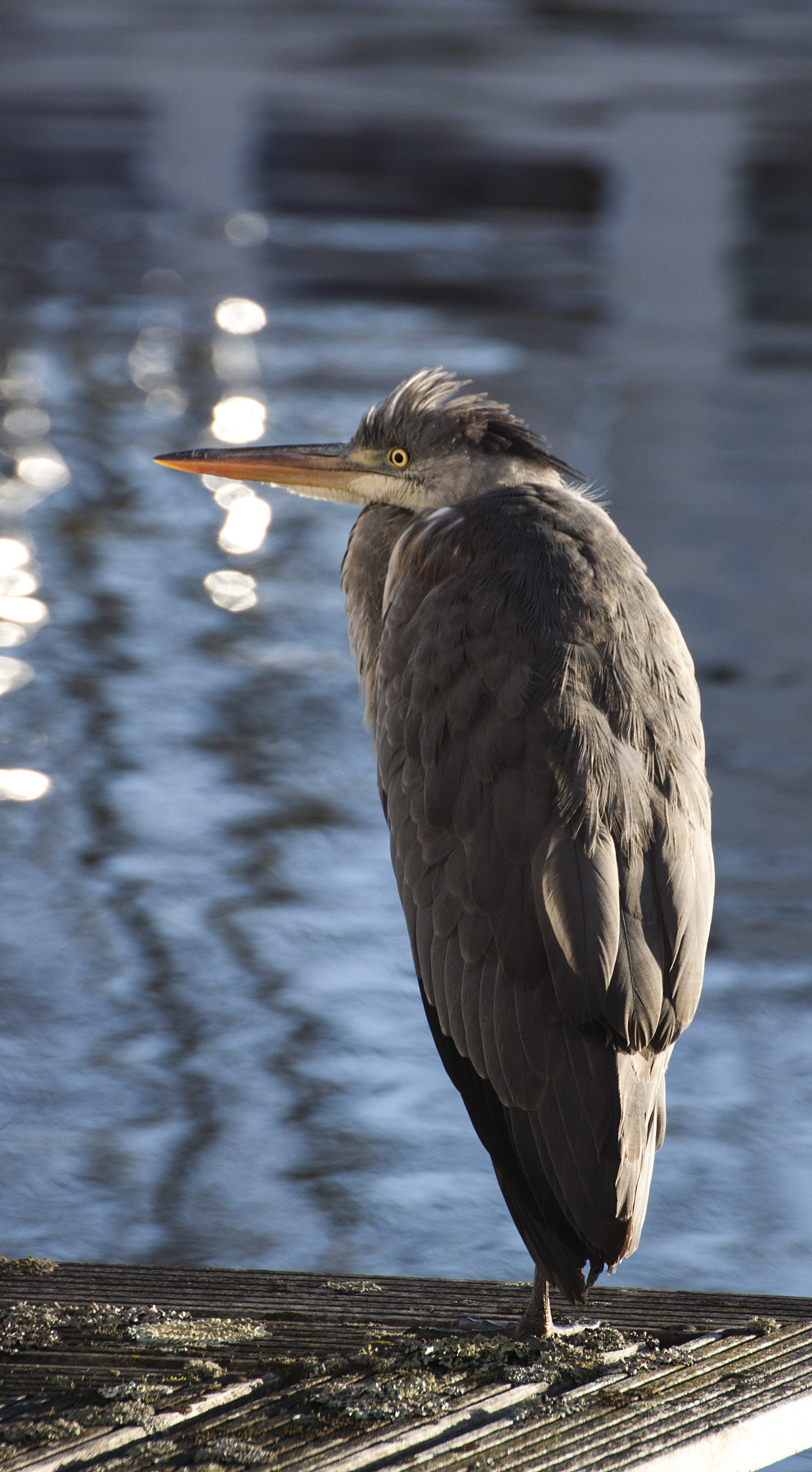 Canon EOS 500D (EOS Rebel T1i / EOS Kiss X3) sample photo. Ardea cinerea photography