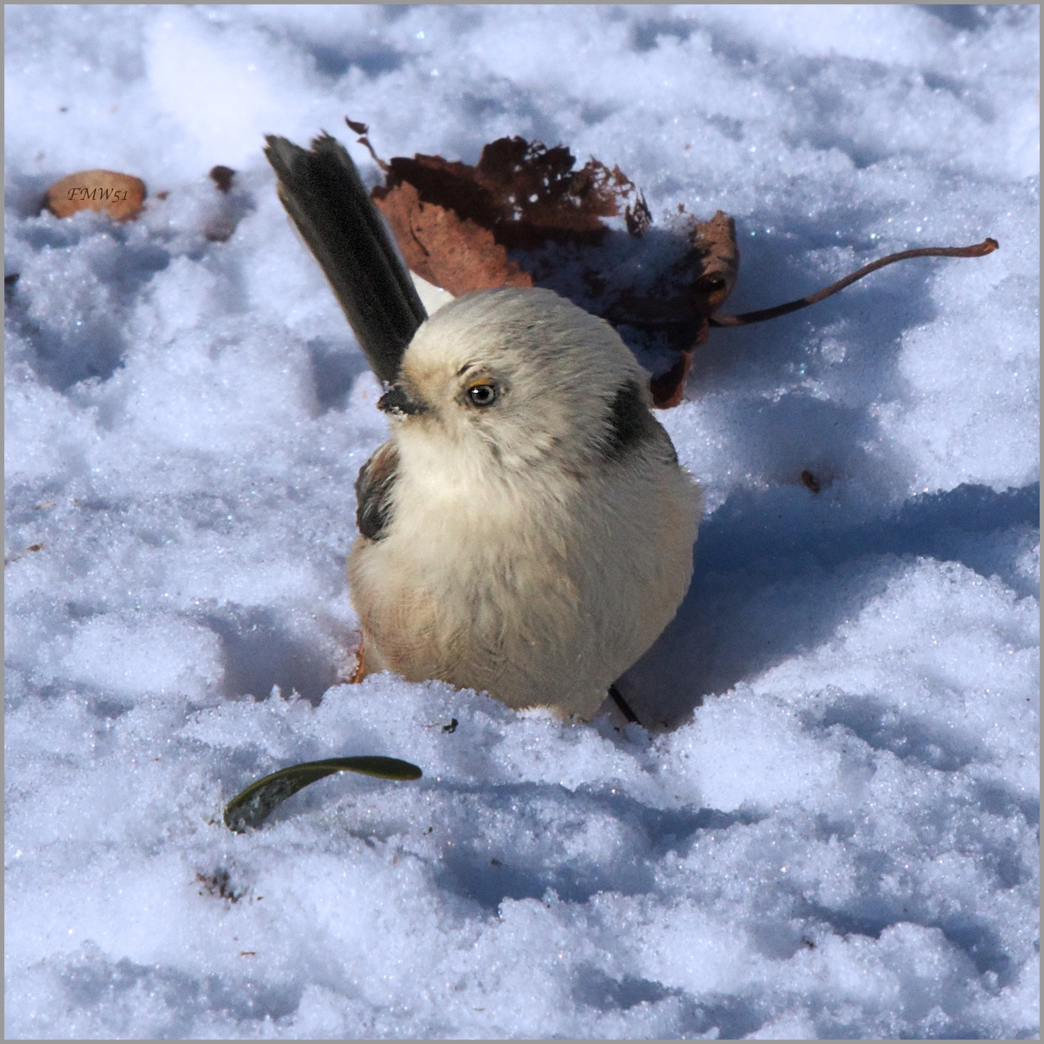 Sony SLT-A55 (SLT-A55V) + Sony 70-400mm F4-5.6 G SSM sample photo. It's cold here photography