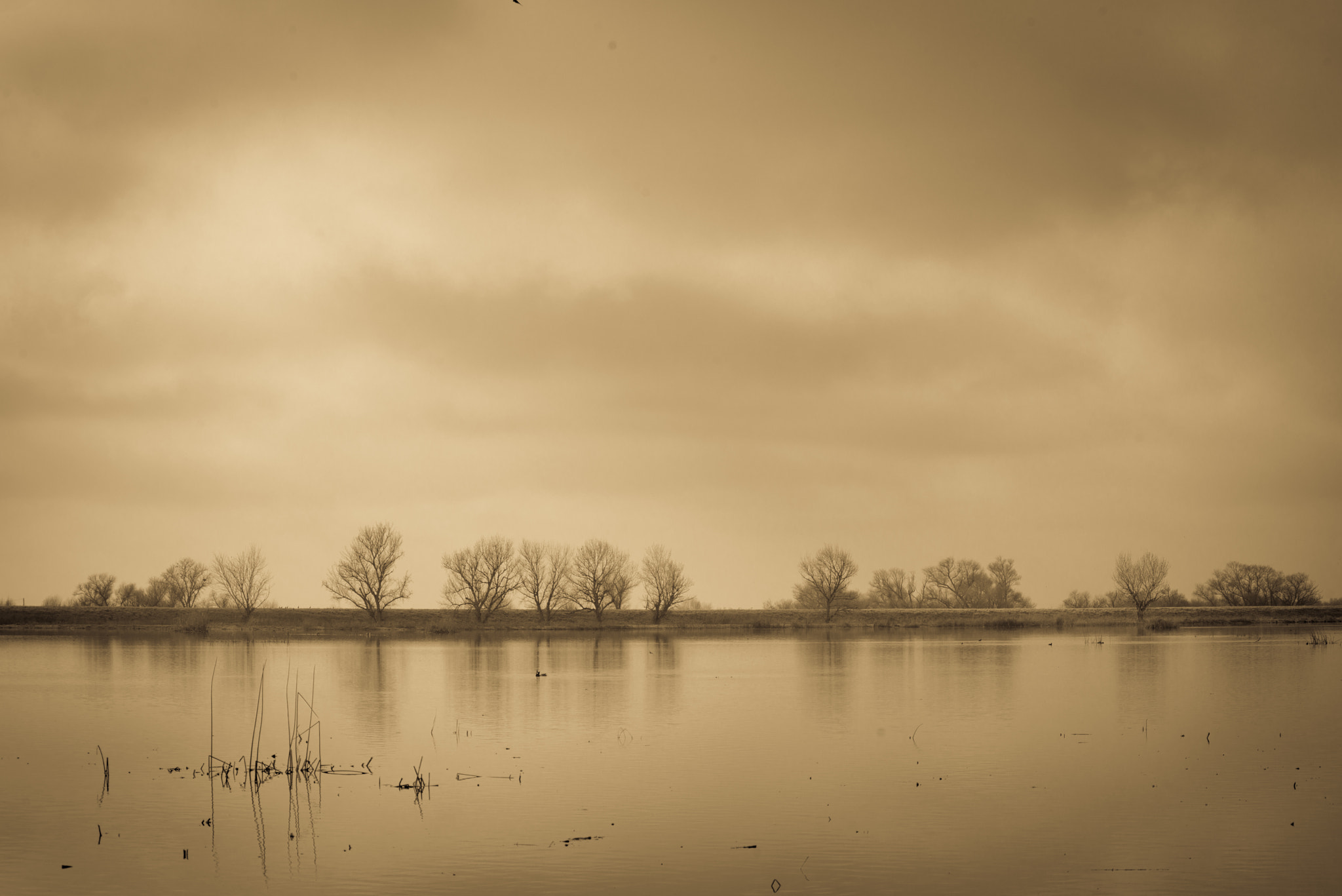Nikon D800 sample photo. Winter wetlands photography