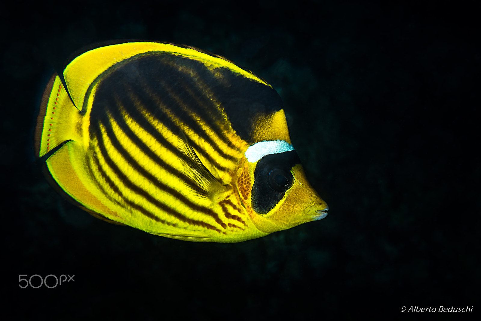 Nikon AF-S Micro-Nikkor 60mm F2.8G ED sample photo. Dahab underwater photography