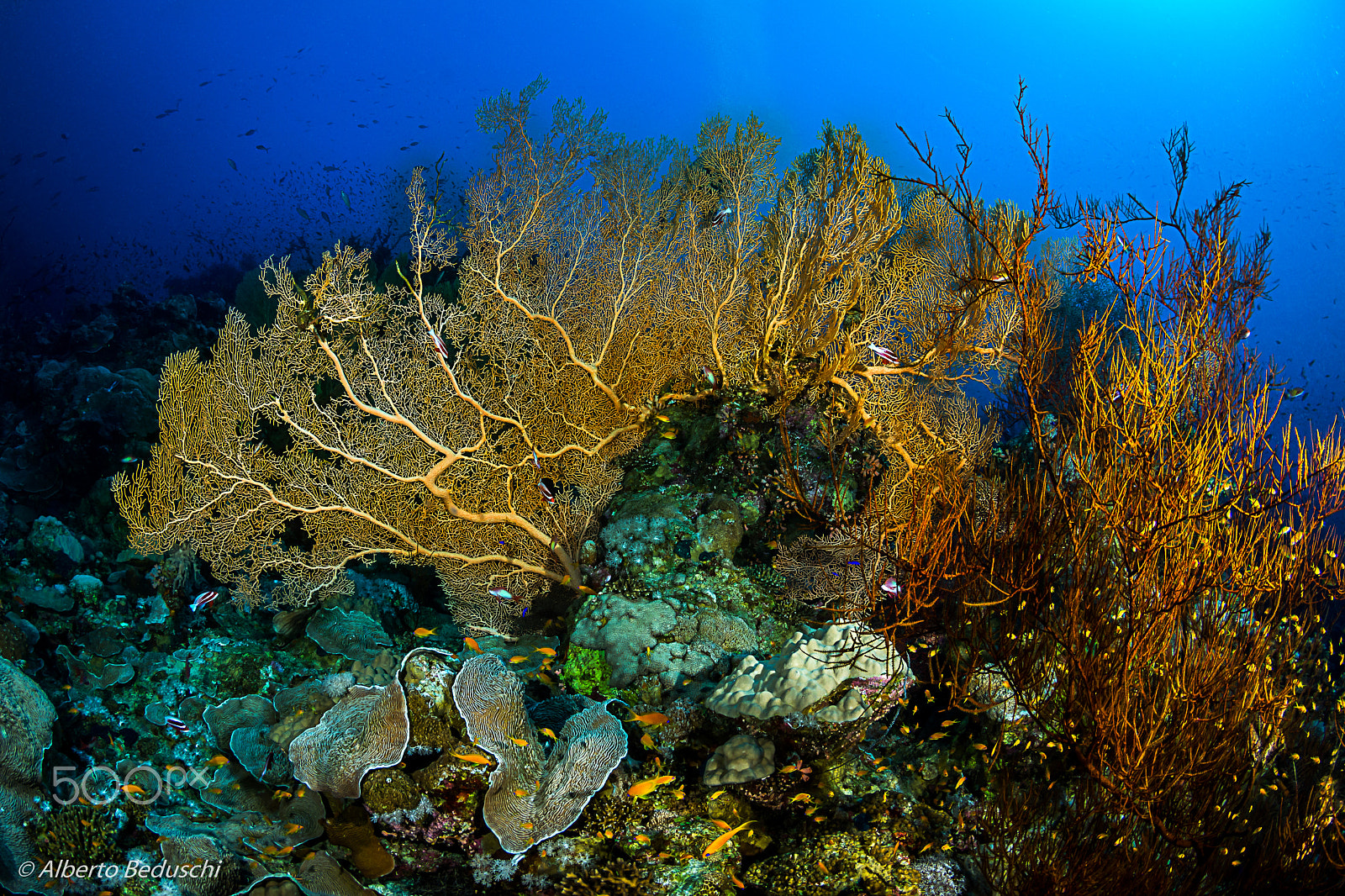 Tokina AT-X 10-17mm F3.5-4.5 DX Fisheye sample photo. Dahab underwater photography