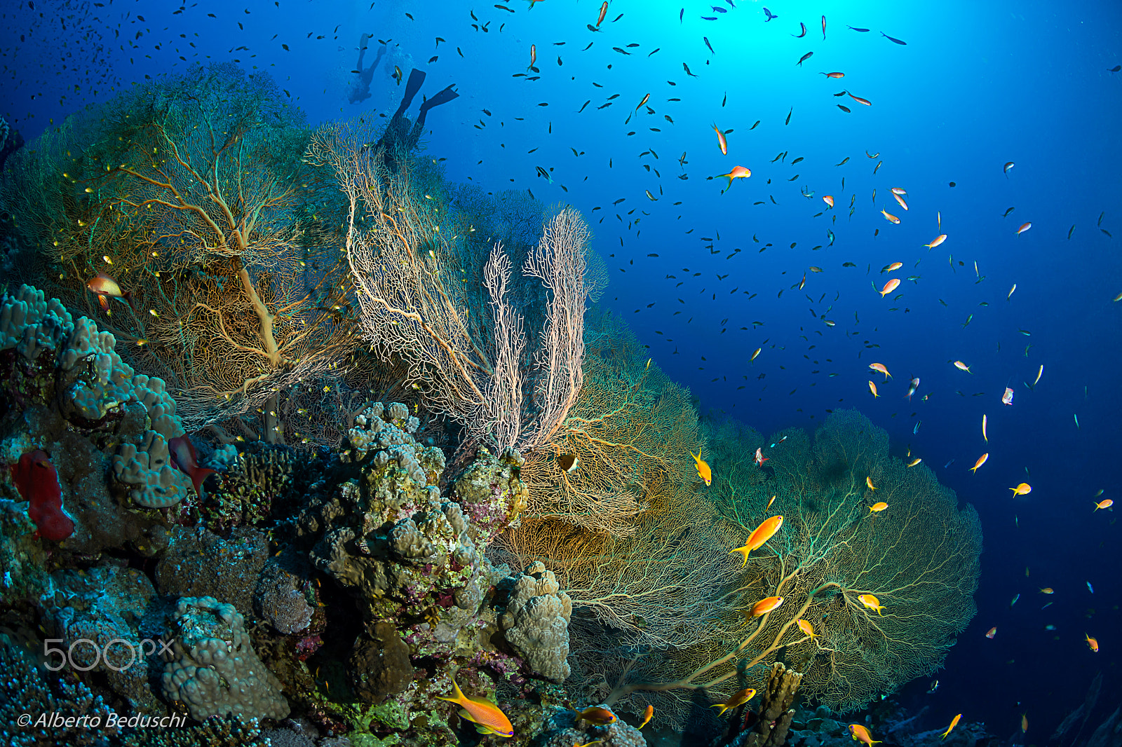 Tokina AT-X 10-17mm F3.5-4.5 DX Fisheye sample photo. Dahab underwater photography