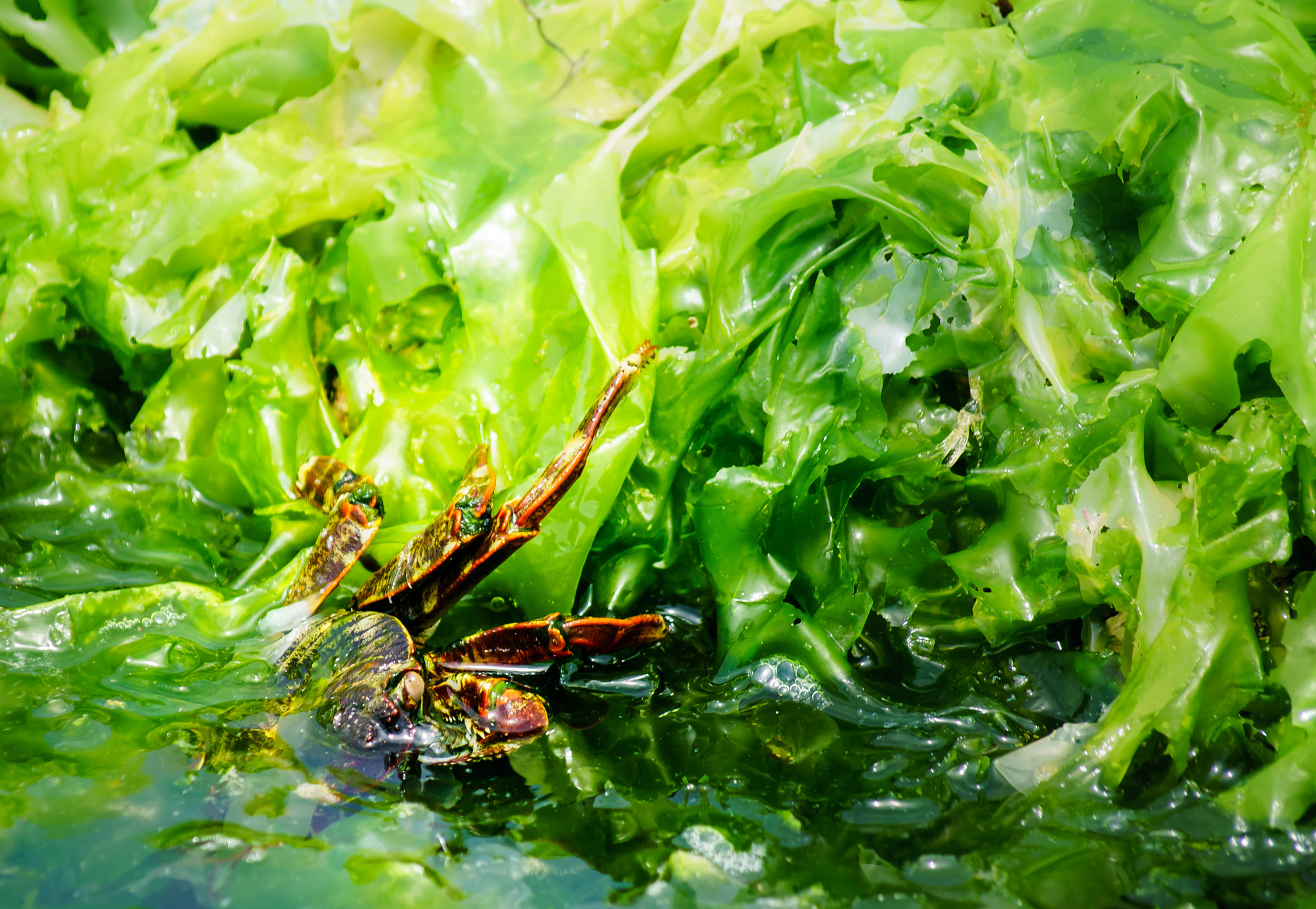 Sony ILCA-77M2 sample photo. A crab in the seaweed photography