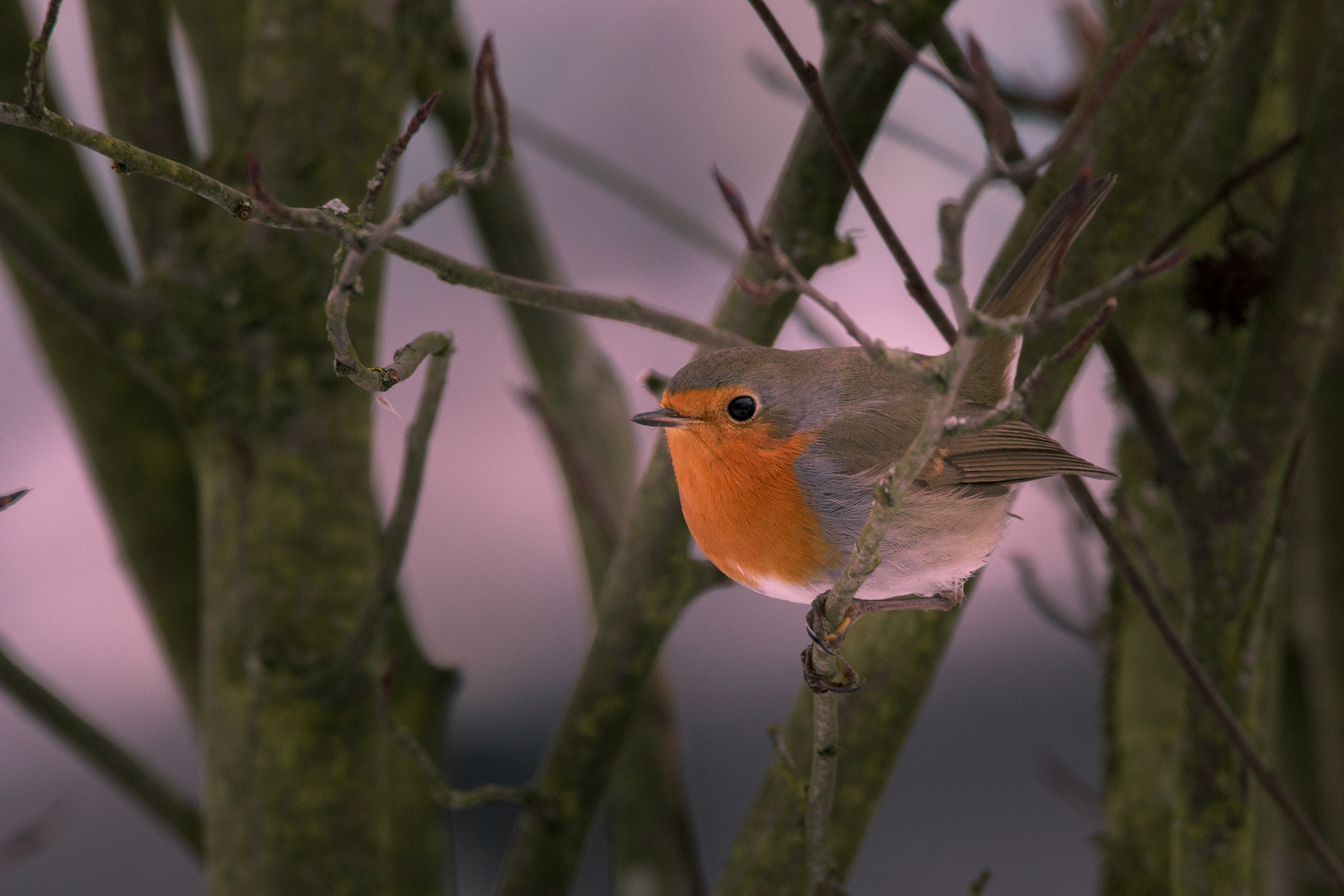 150-600mm F5-6.3 DG OS HSM | Contemporary 015 sample photo. Rouge gorge photography
