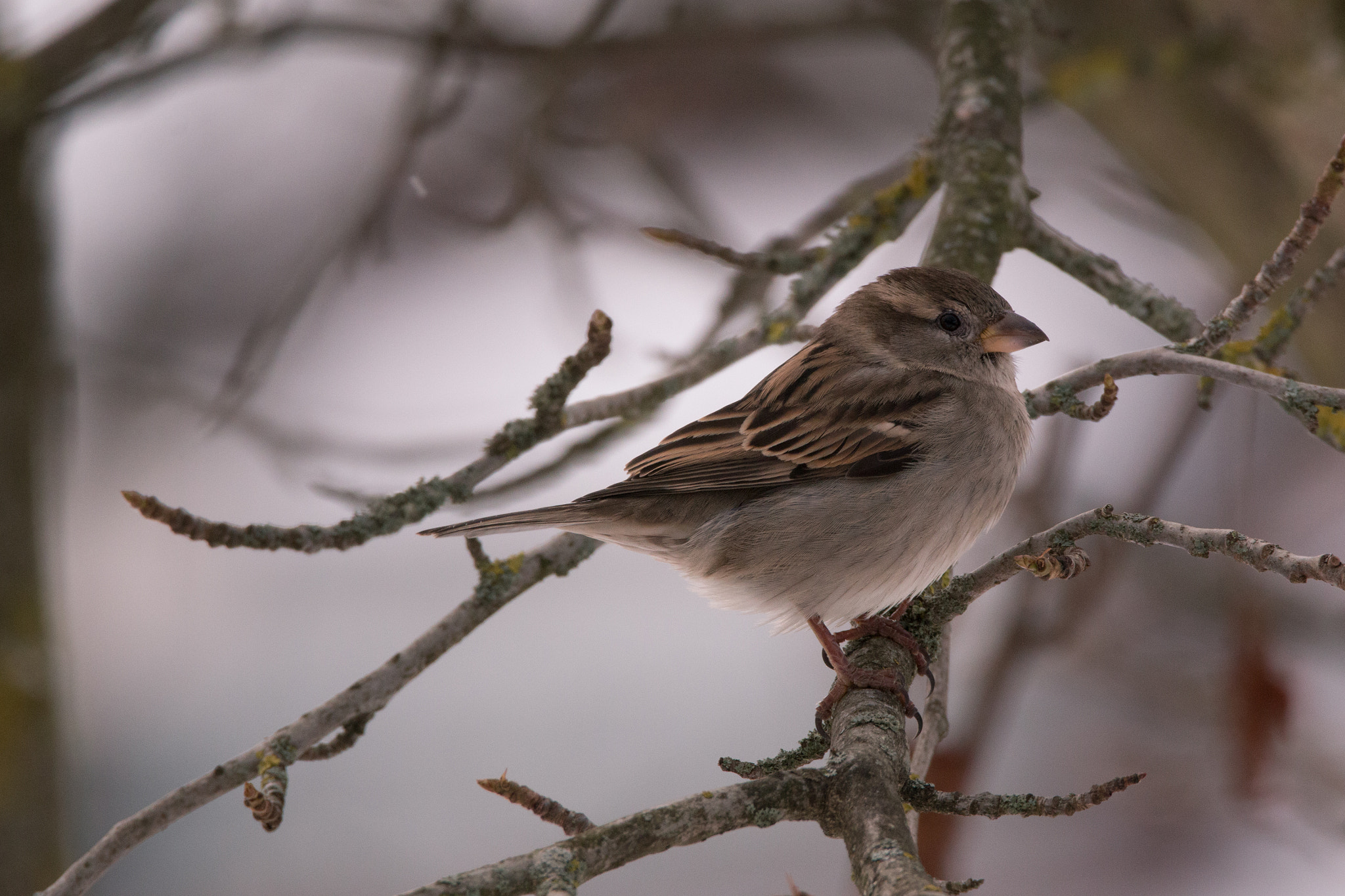 150-600mm F5-6.3 DG OS HSM | Contemporary 015 sample photo. Moineau photography