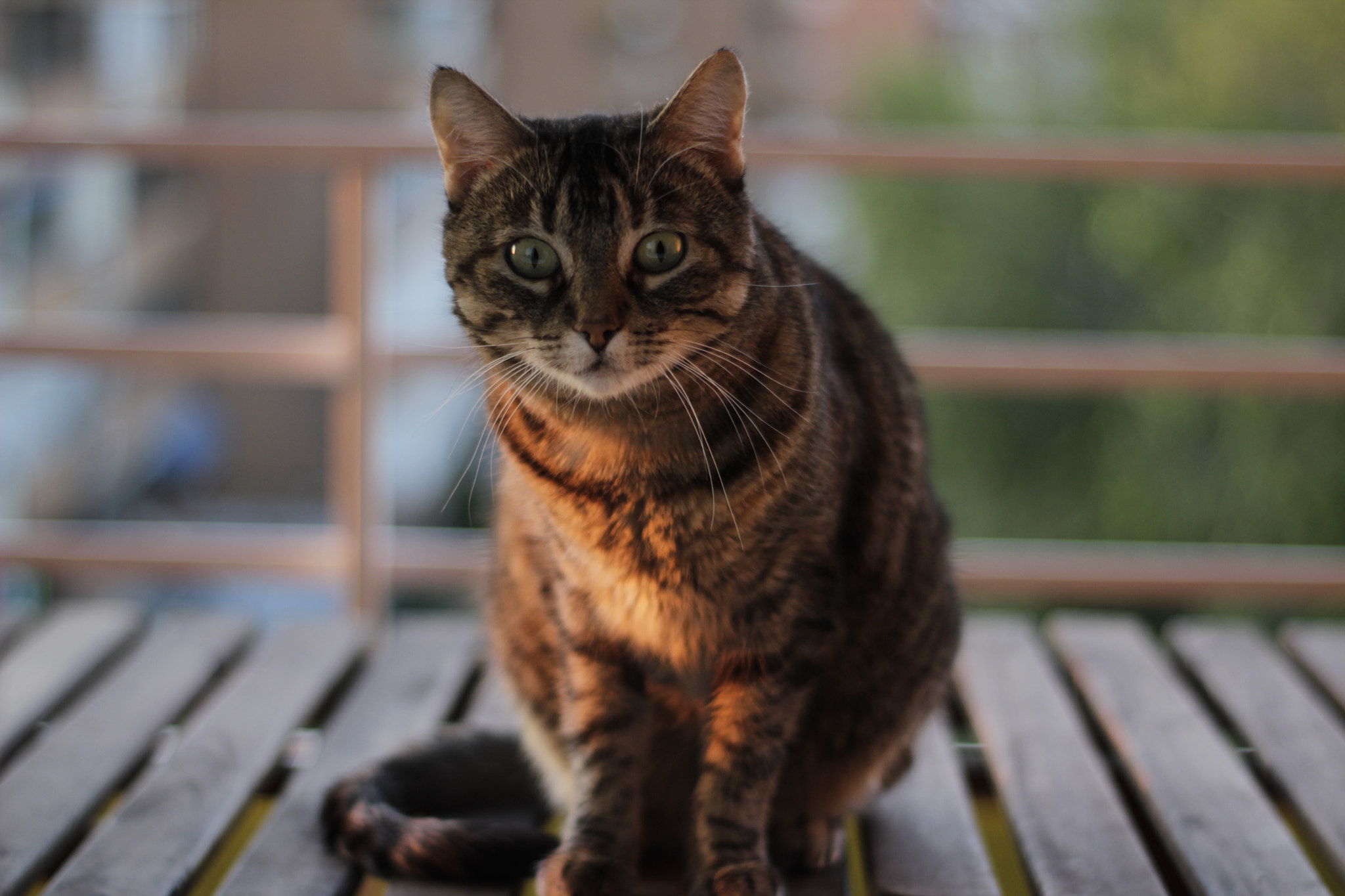 Canon 50mm sample photo. Lusa photography
