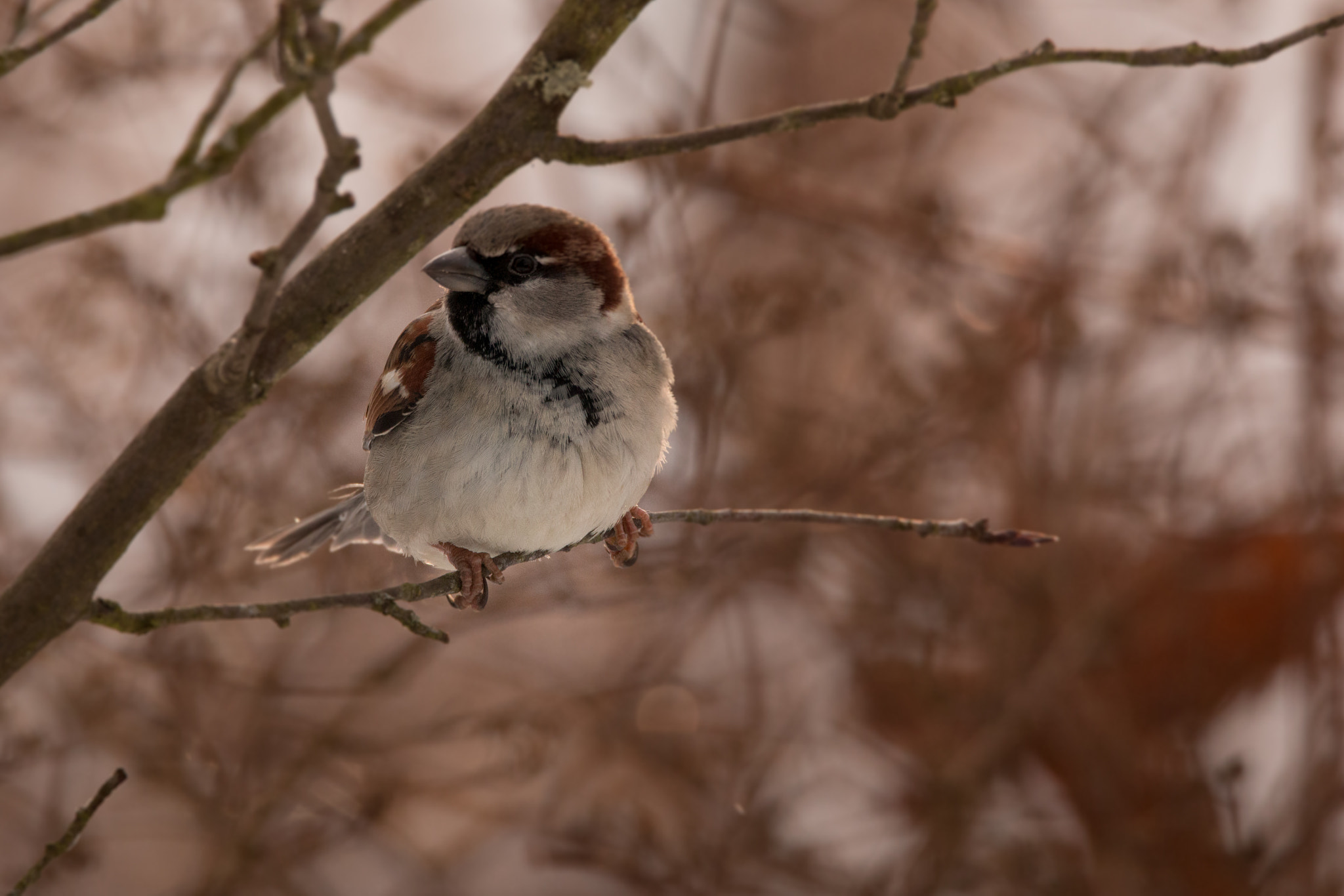 150-600mm F5-6.3 DG OS HSM | Contemporary 015 sample photo. Moineau photography