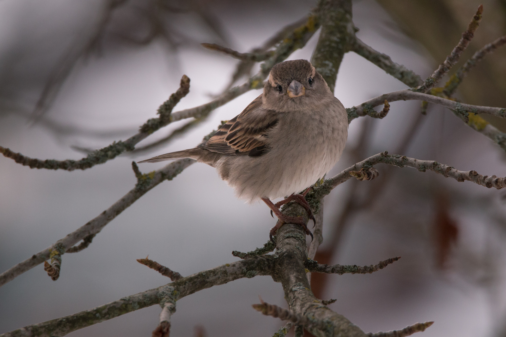 150-600mm F5-6.3 DG OS HSM | Contemporary 015 sample photo. Moineau photography