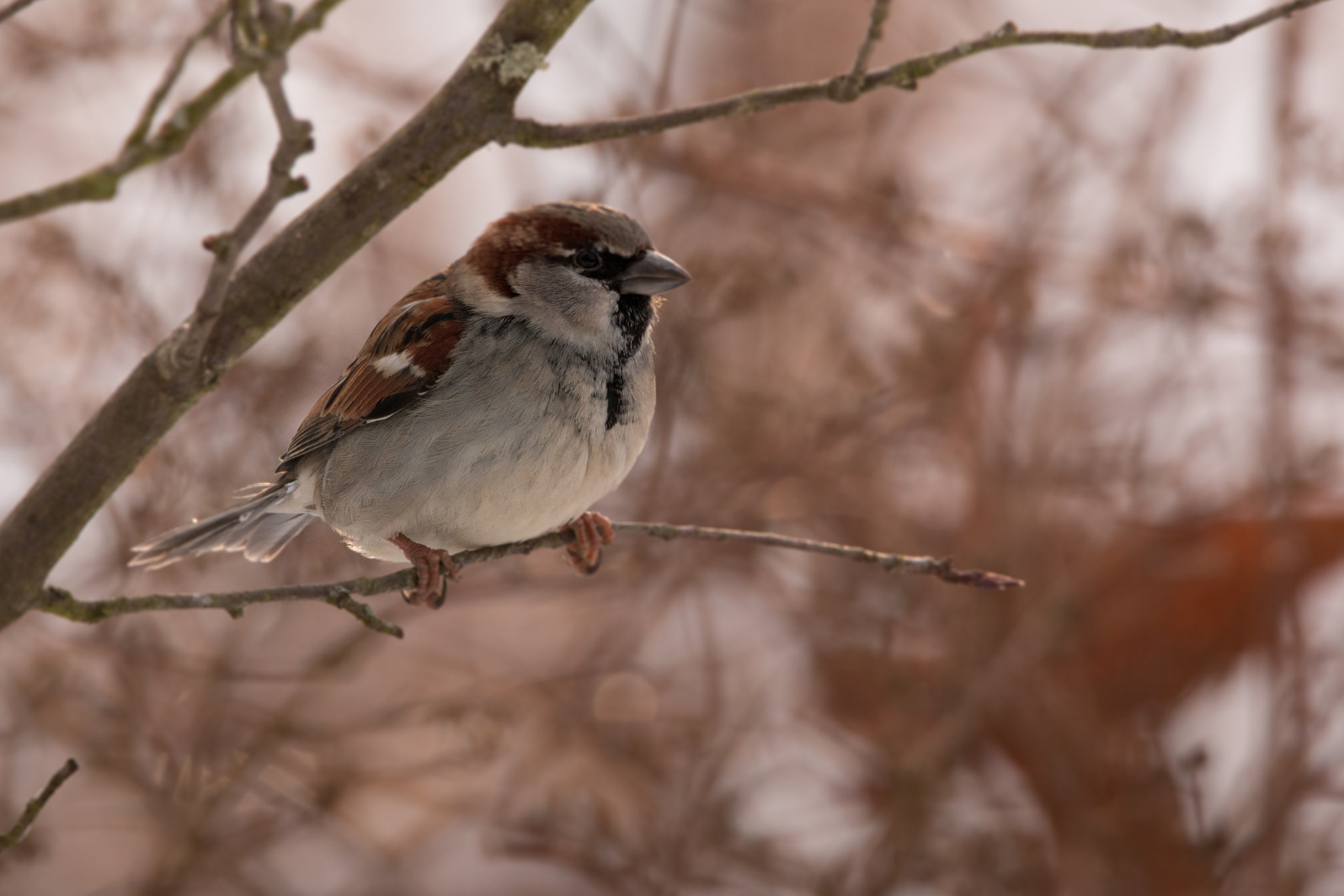 150-600mm F5-6.3 DG OS HSM | Contemporary 015 sample photo. Moineau photography