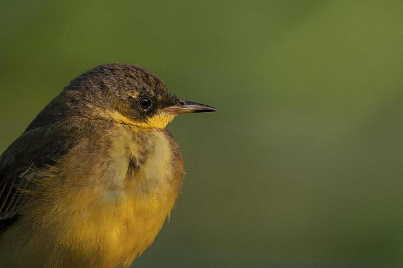 Nikon D300S + Nikon AF-S Nikkor 500mm F4G ED VR sample photo. Yellow wagtail portrait photography