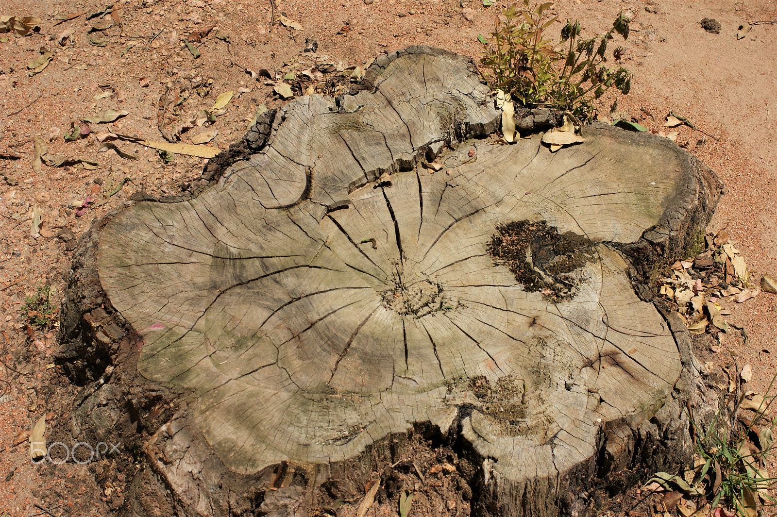 Sony Alpha DSLR-A390 + Sony DT 30mm F2.8 Macro SAM sample photo. Growth rings photography