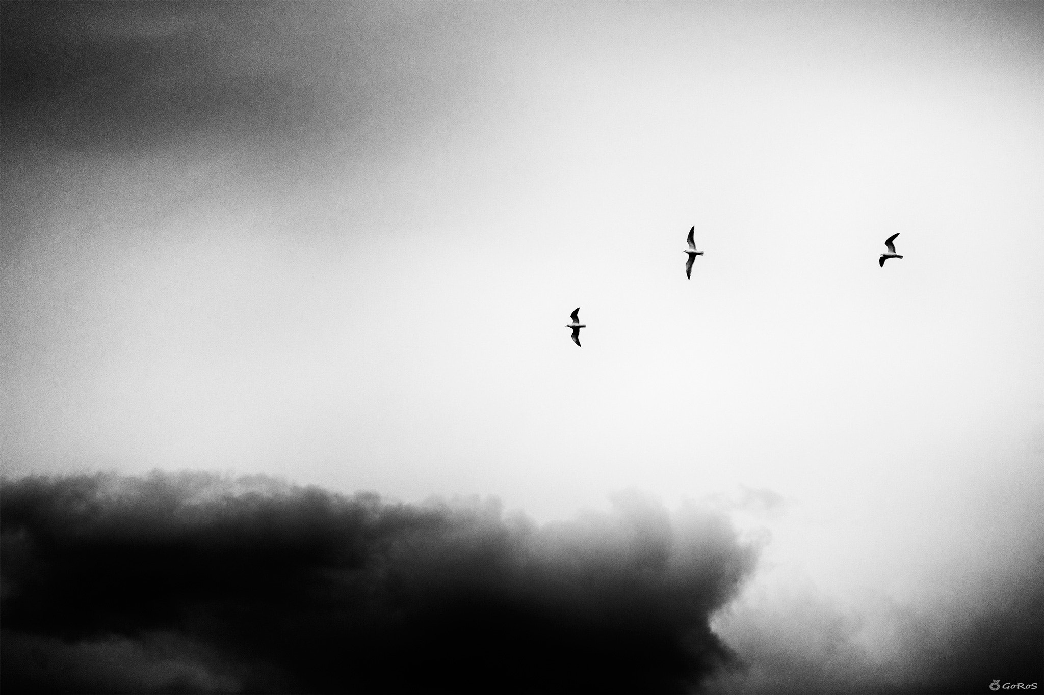 Sigma 70-200mm F2.8 EX DG OS HSM sample photo. Flying towards the storm photography