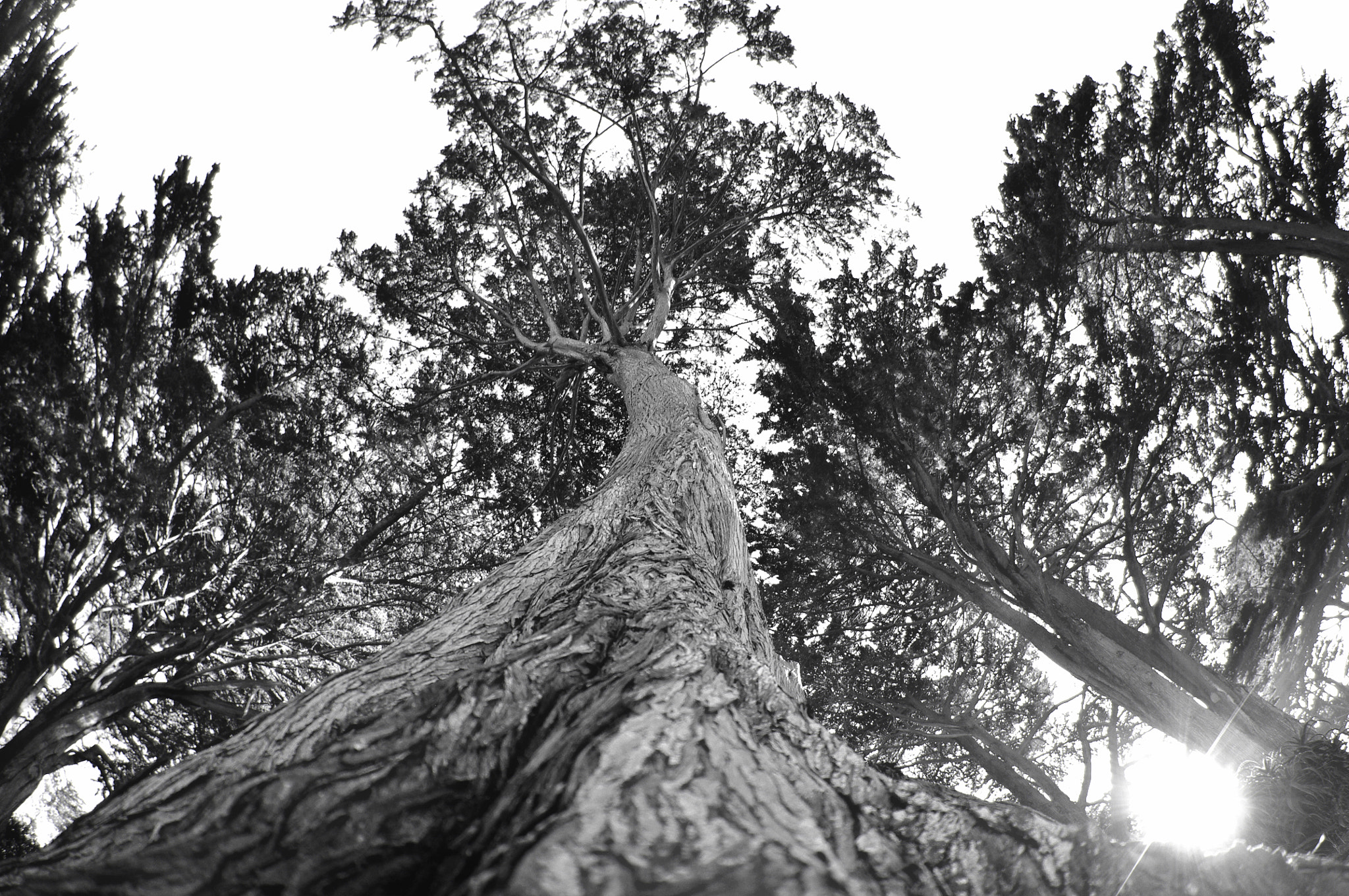 Pentax K-x sample photo. Trees photography