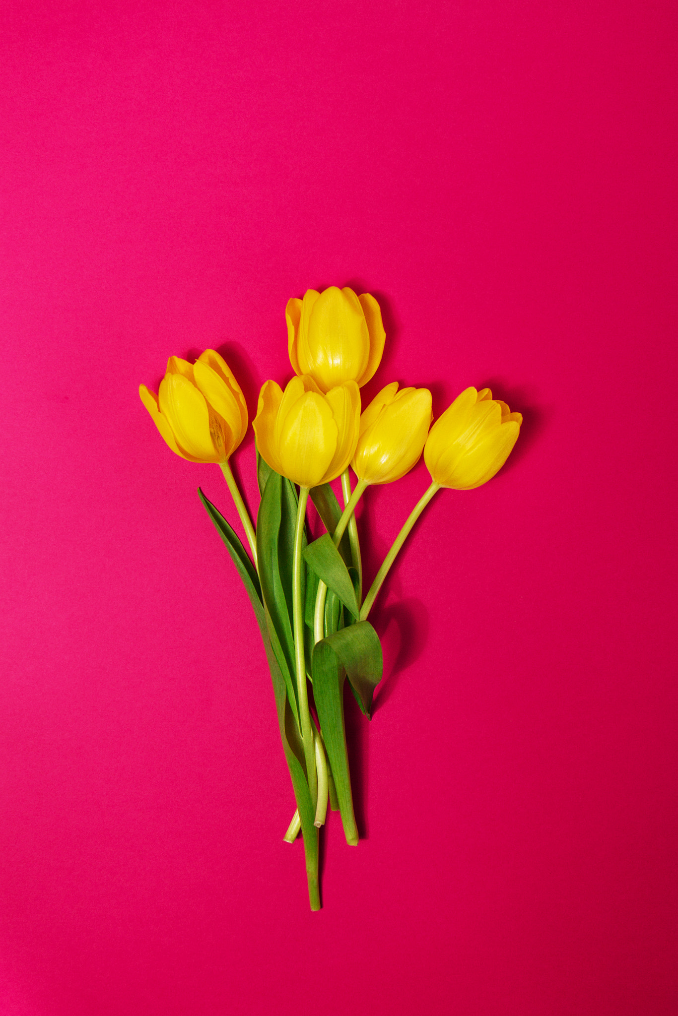 Canon EF 24-70mm F4L IS USM sample photo. Bouquet of fresh beautiful yellow tulips on pink colorful backgr photography