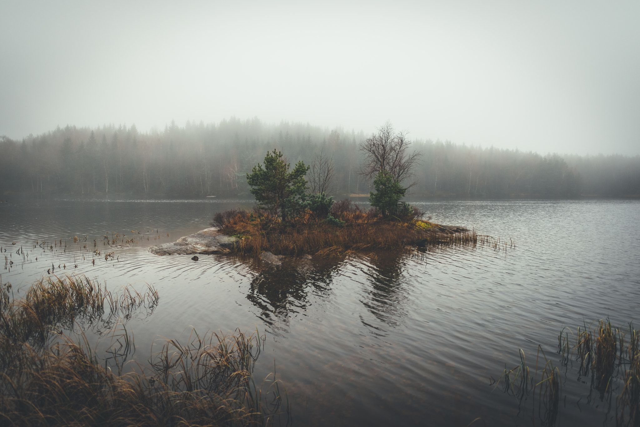 Nikon D610 sample photo. Moody morning photography