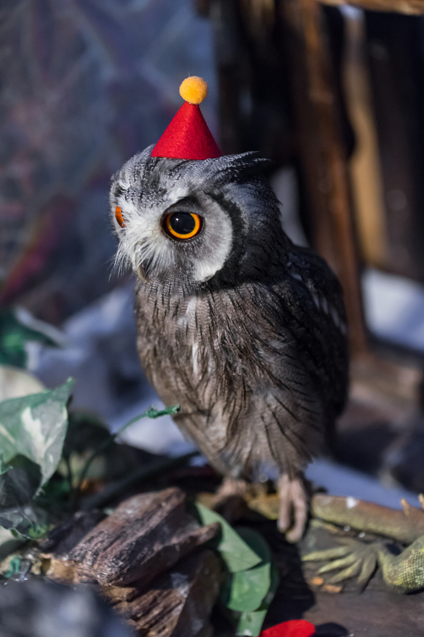Canon EF 100mm F2.8L Macro IS USM sample photo. Owl photography