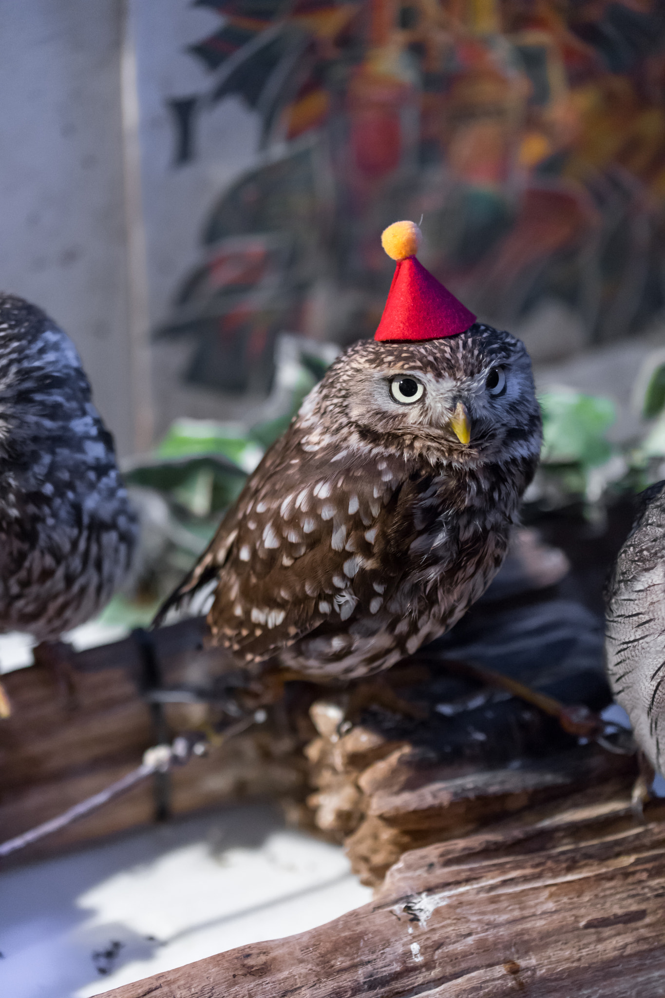 Canon EF 100mm F2.8L Macro IS USM sample photo. Owl christmas photography