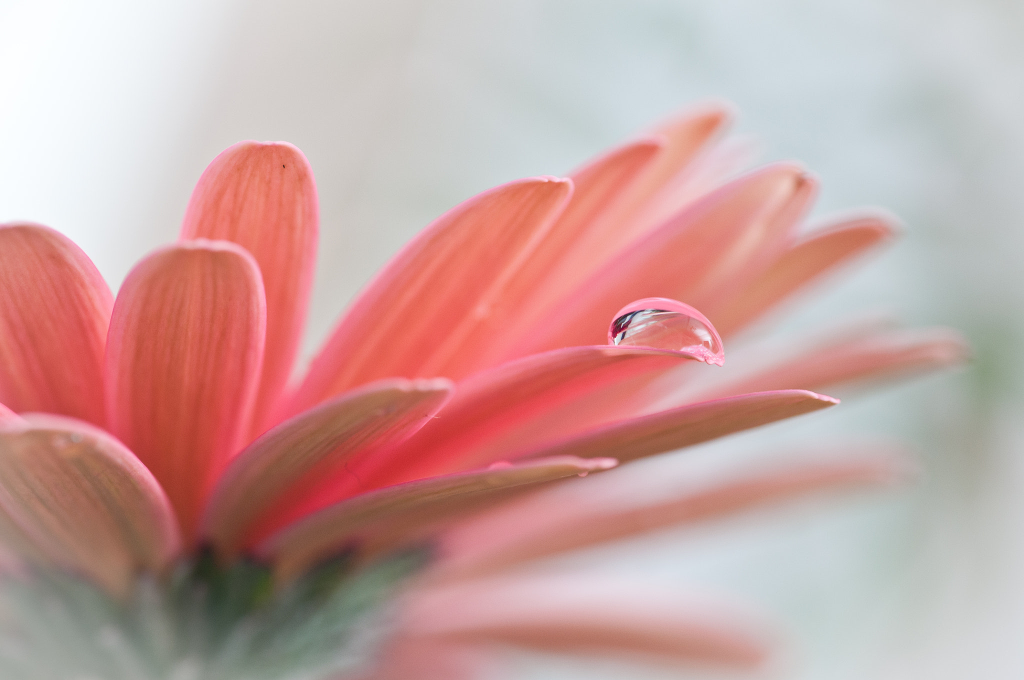 Nikon D300S sample photo. Drop photography