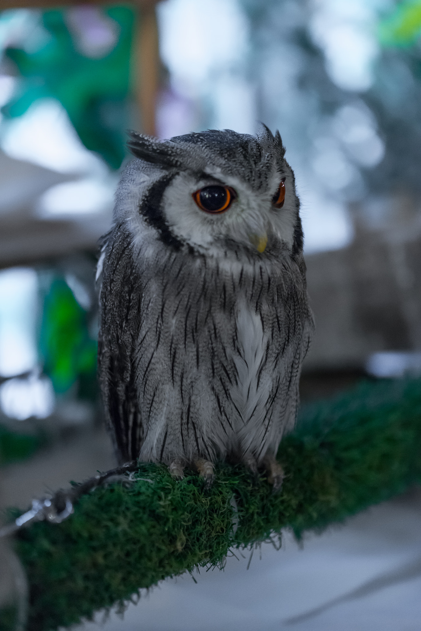 Sony a7 II + Canon EF 100mm F2.8L Macro IS USM sample photo. Old owl photography