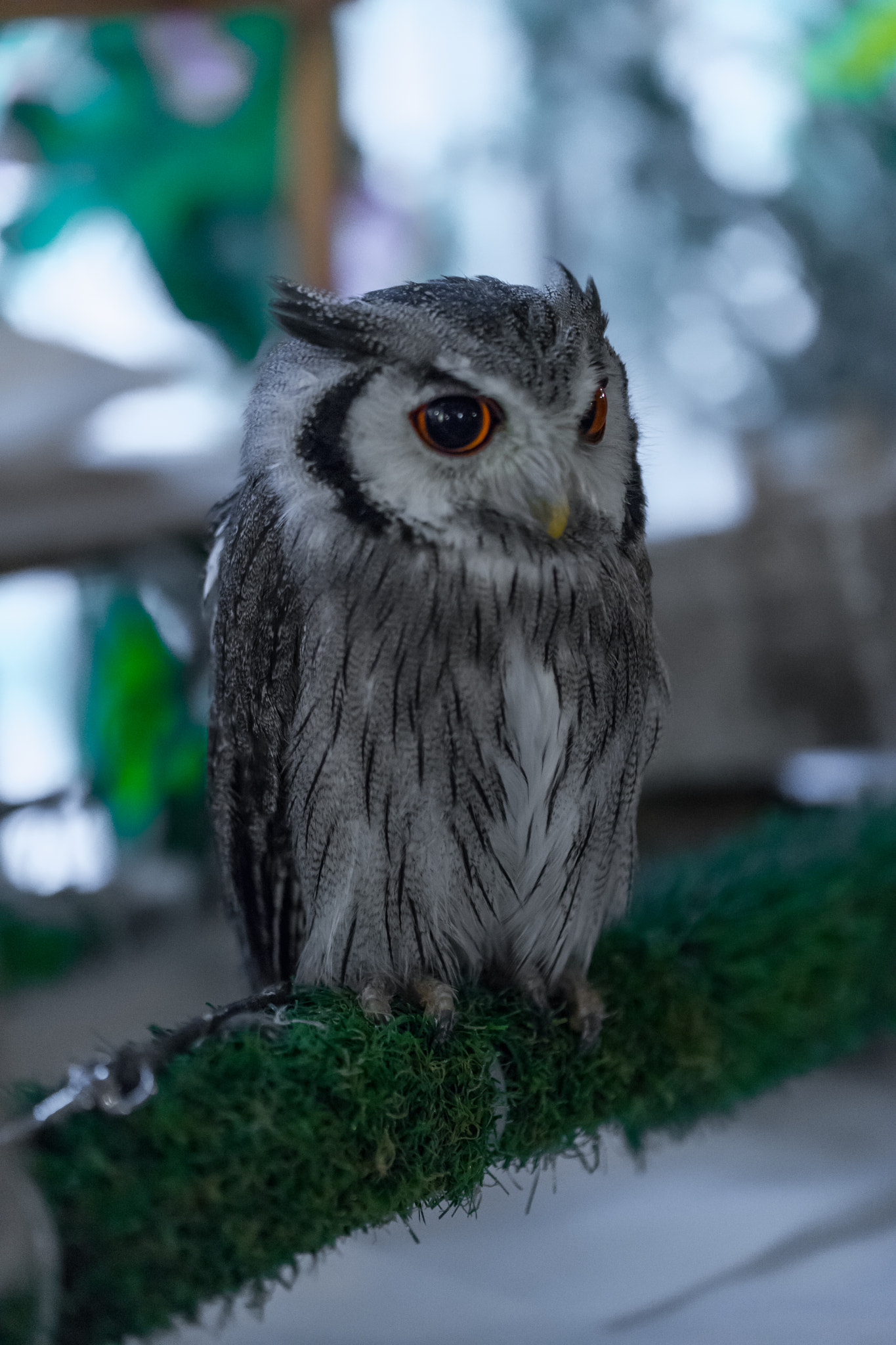 Canon EF 100mm F2.8L Macro IS USM sample photo. Old owl photography