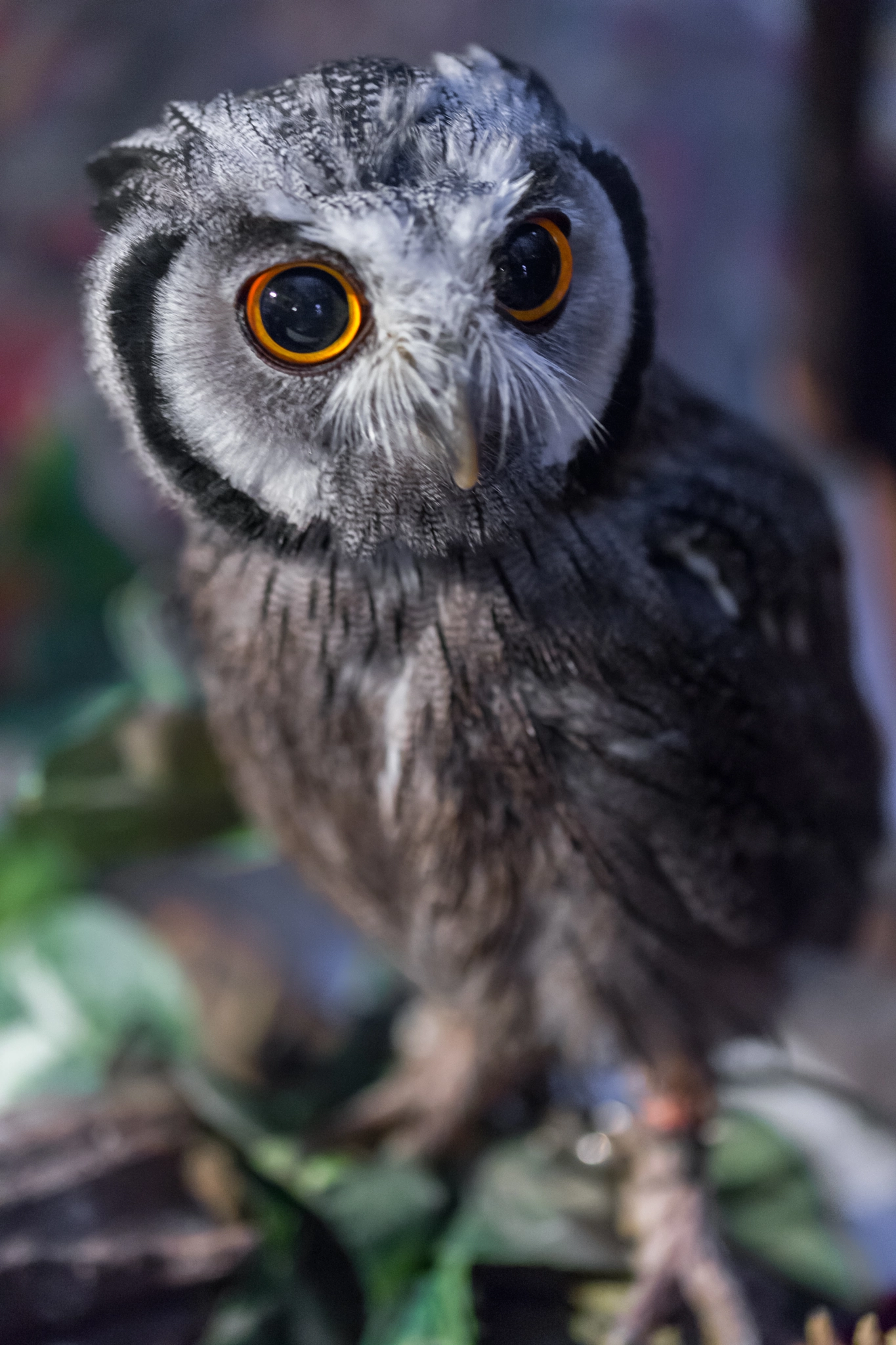 Sony a7 II + Canon EF 100mm F2.8L Macro IS USM sample photo. Baby owl photography