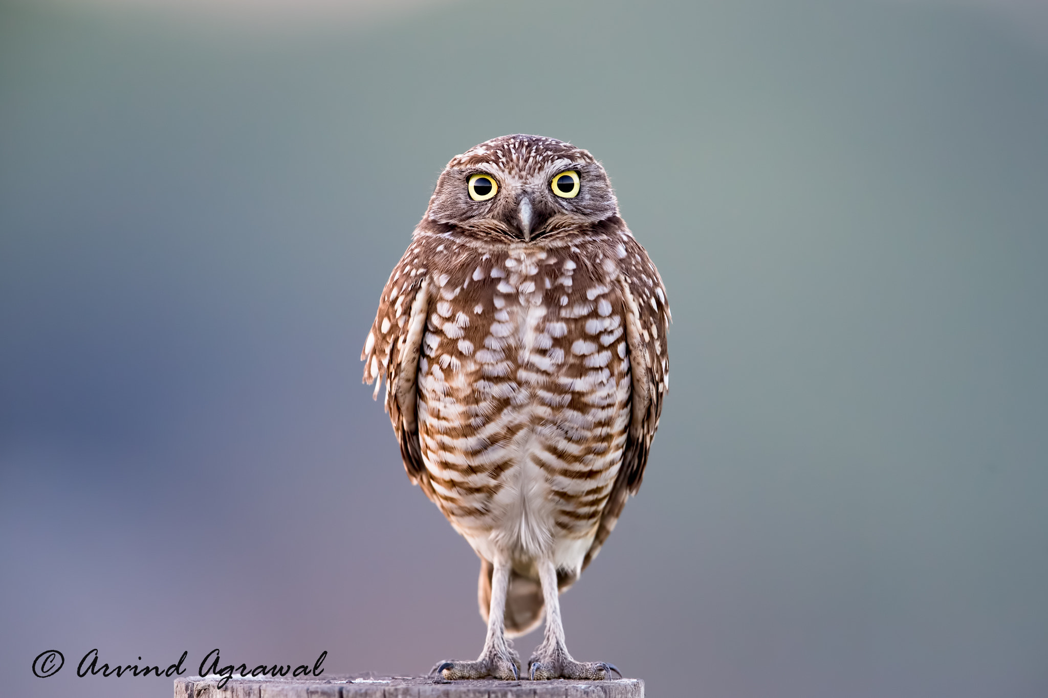 Canon EOS-1D X sample photo. Burrowing owl - img_4702 photography