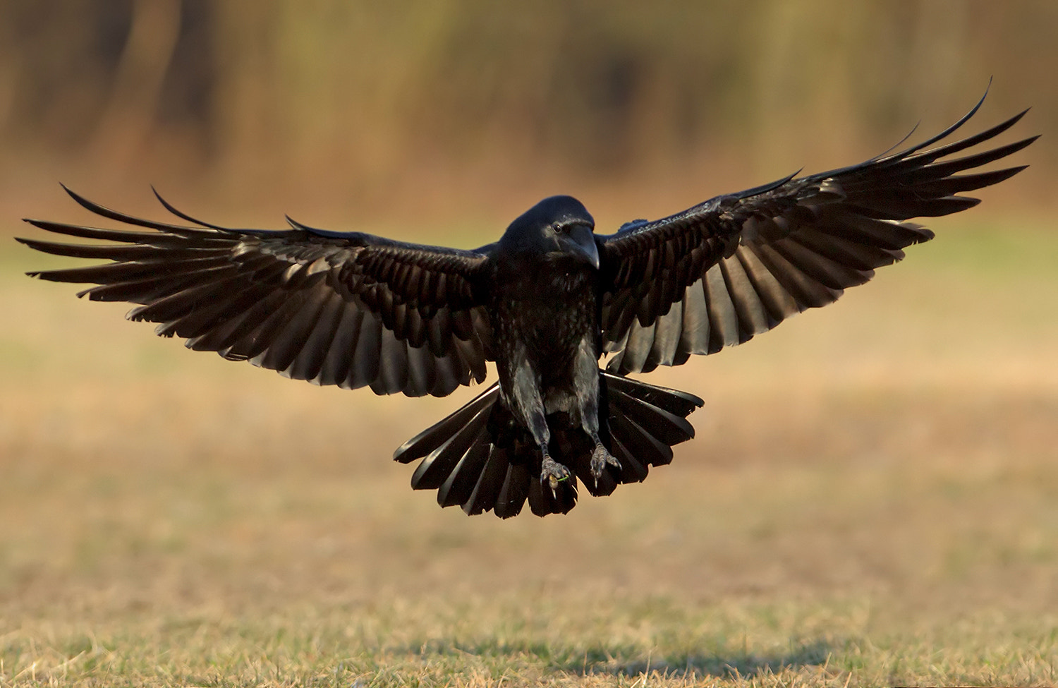 Canon EF 300mm F2.8L IS USM sample photo. Raven photography