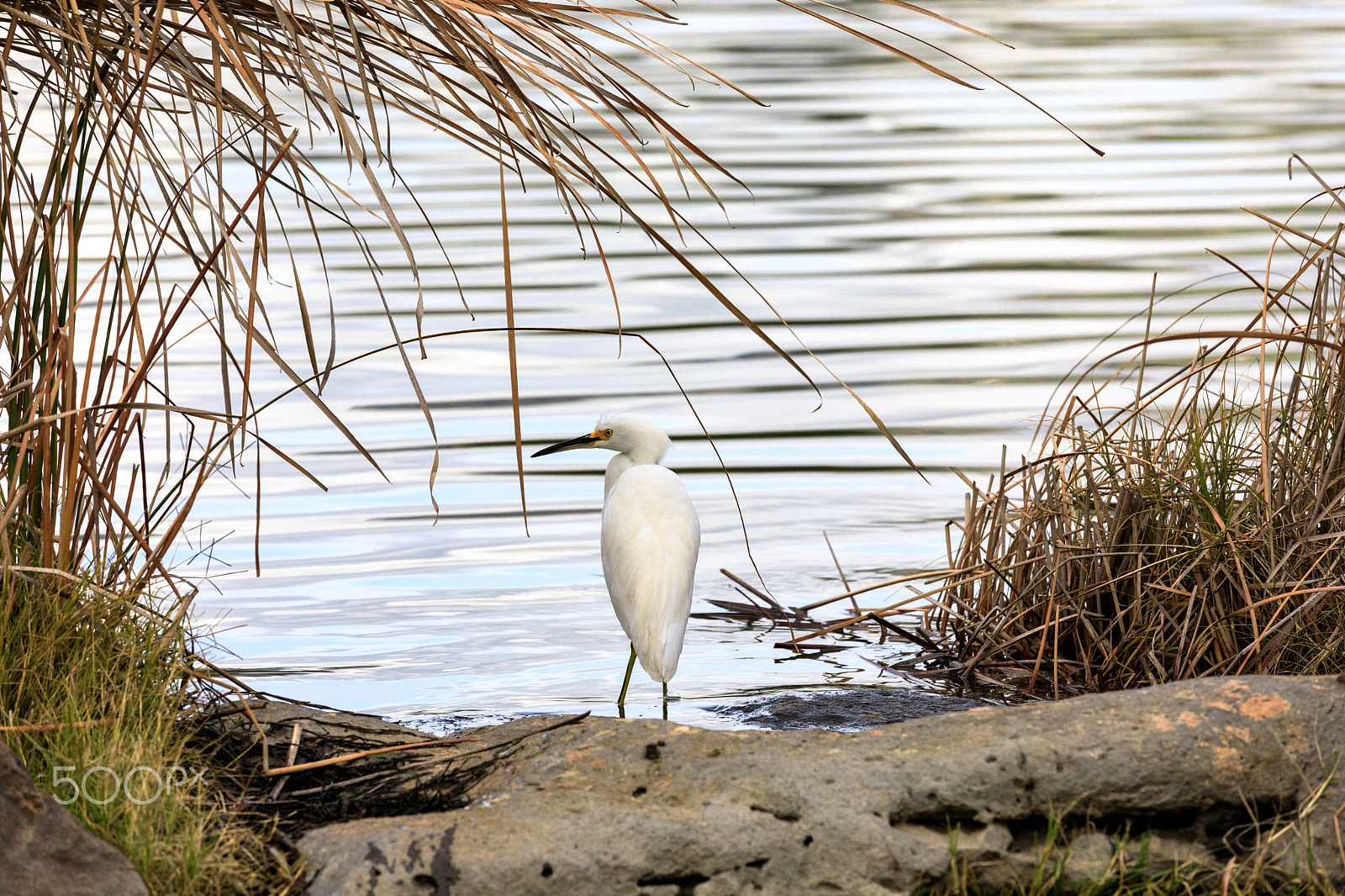 Canon EF 70-200mm F4L IS USM sample photo. Lake side photography