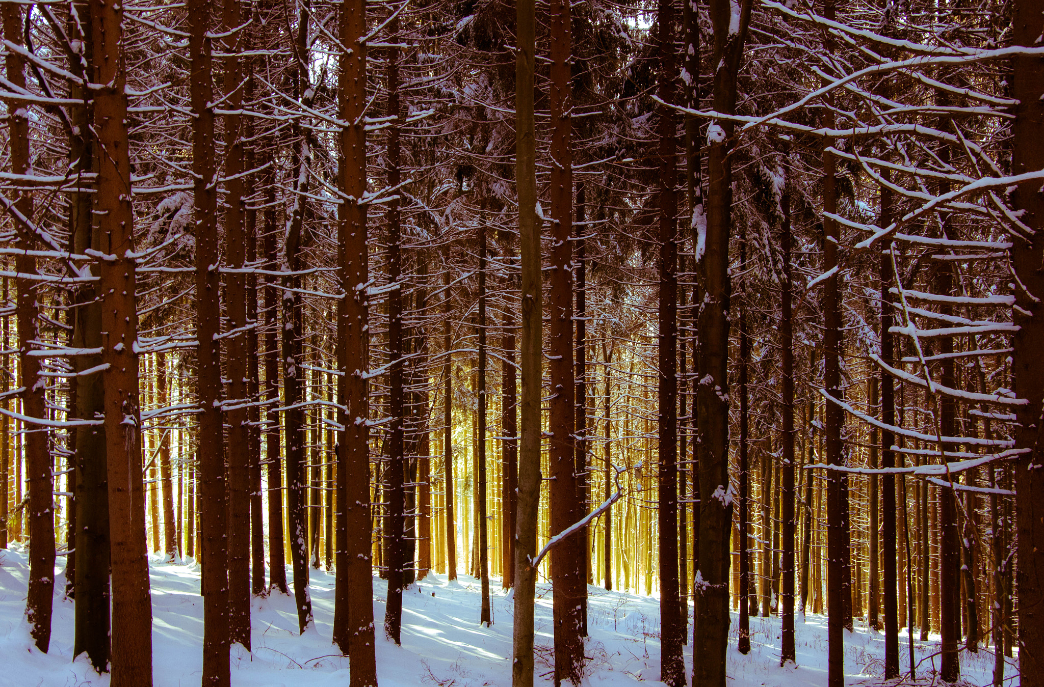 Pentax K-5 sample photo. Forest photography