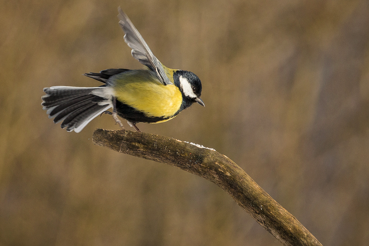 Canon EF 70-200mm F4L USM sample photo. Parus hallo... photography