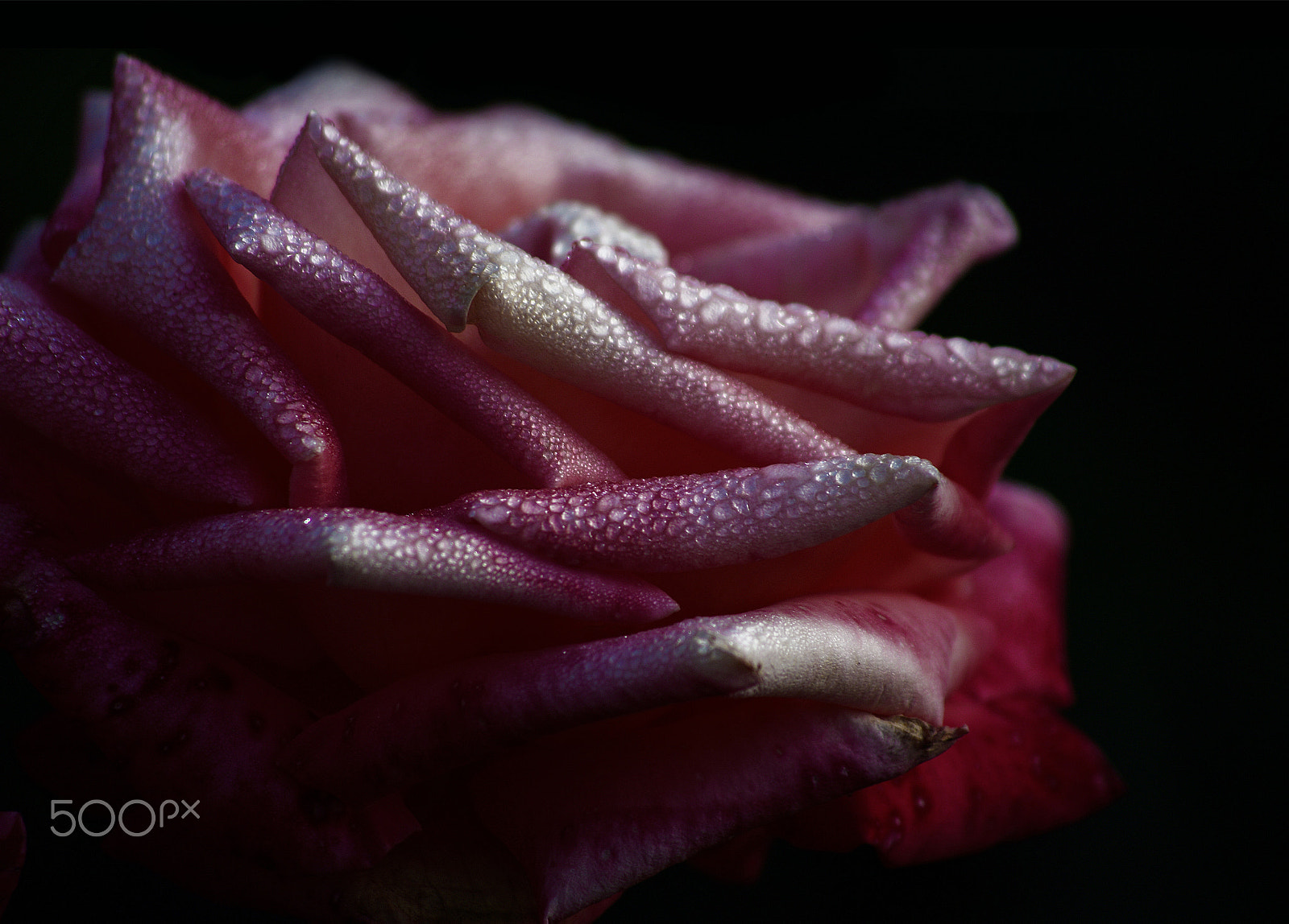 Pentax K20D sample photo. Wistful rose photography