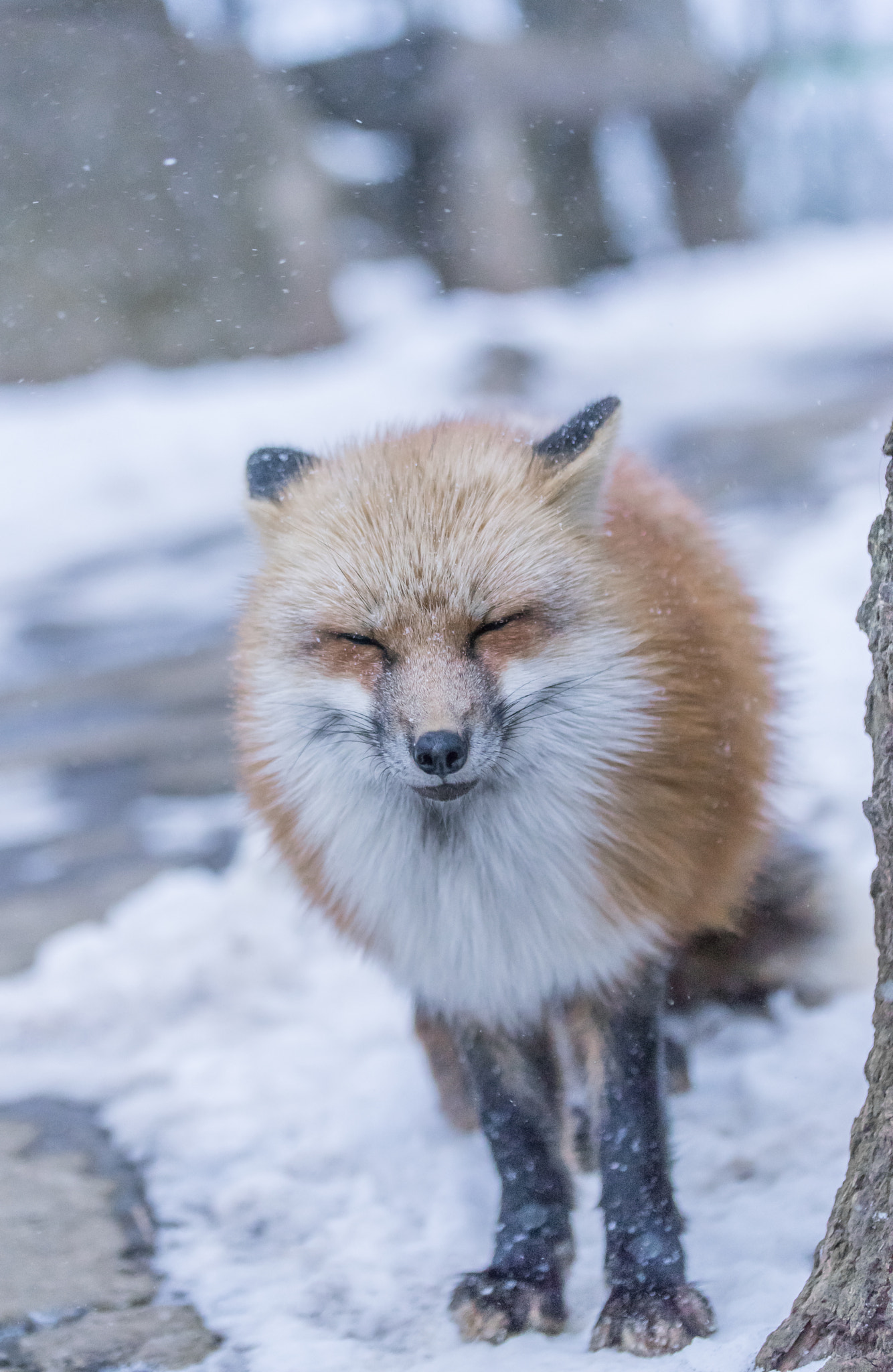 Sony a7 II + Canon EF 100mm F2.8L Macro IS USM sample photo. Fox in snow photography