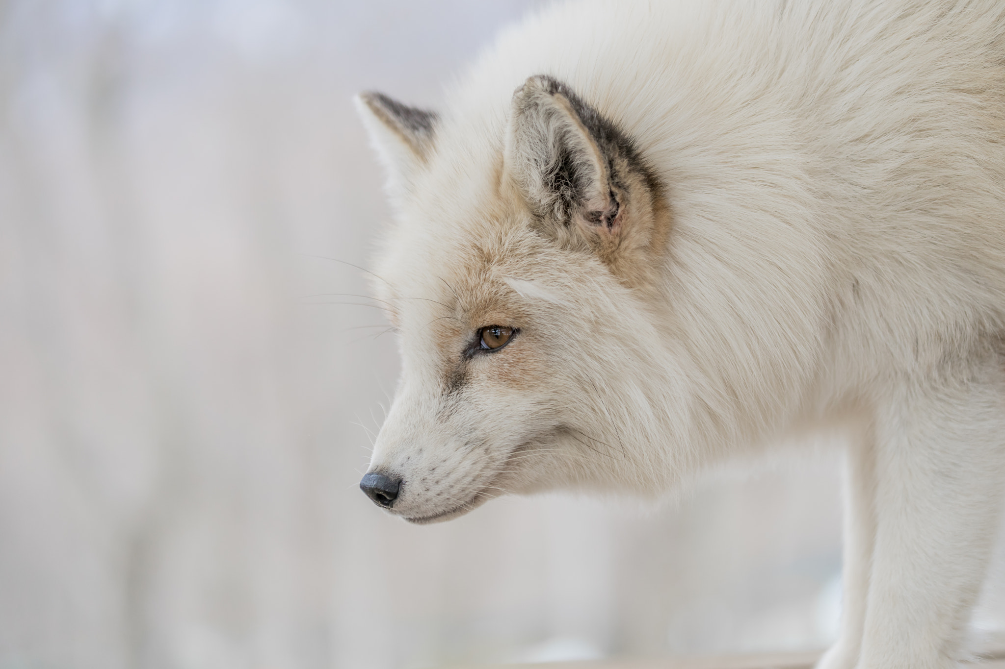 Canon EF 100mm F2.8L Macro IS USM sample photo. White fox photography