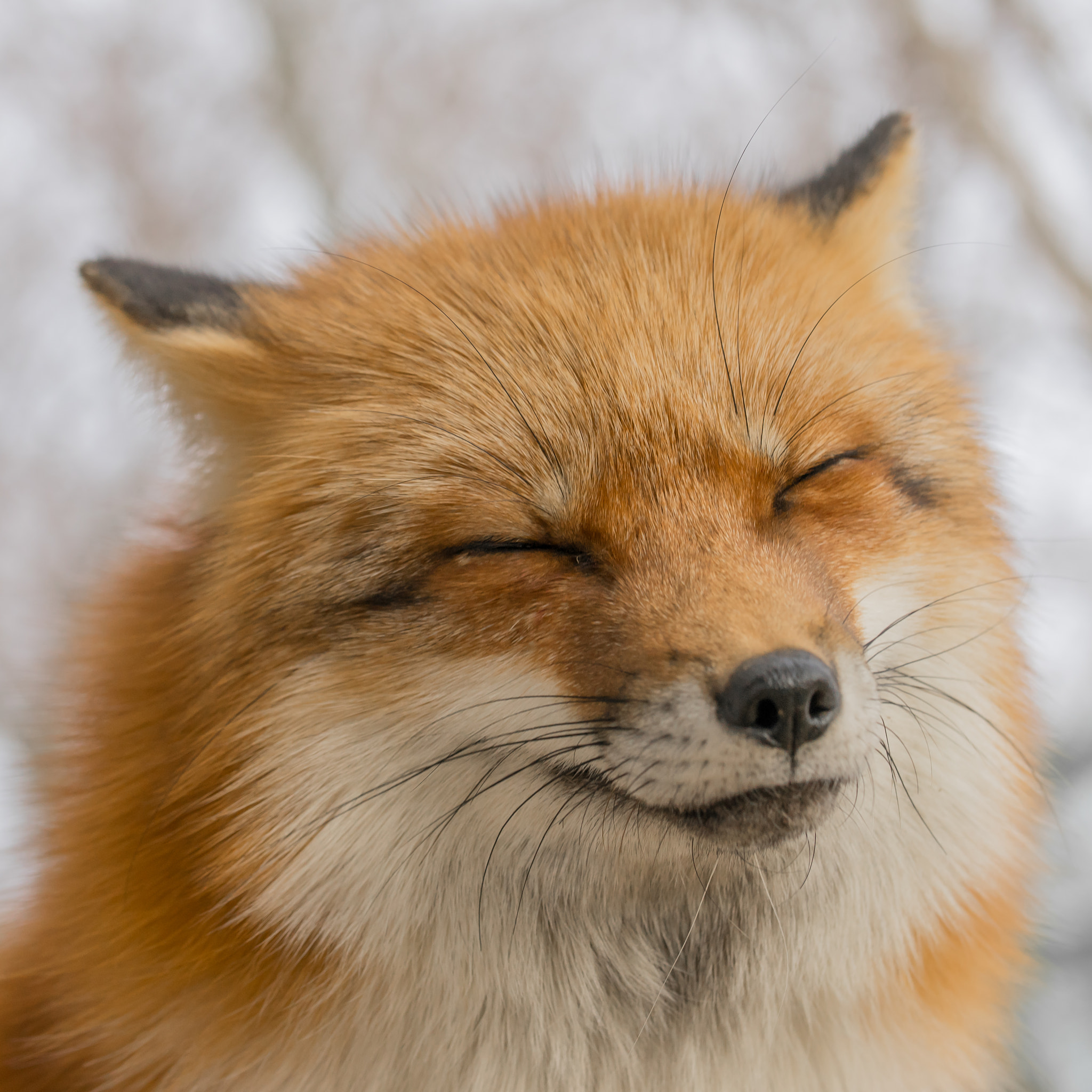 Sony a7 II + Canon EF 100mm F2.8L Macro IS USM sample photo. Smiling fox photography