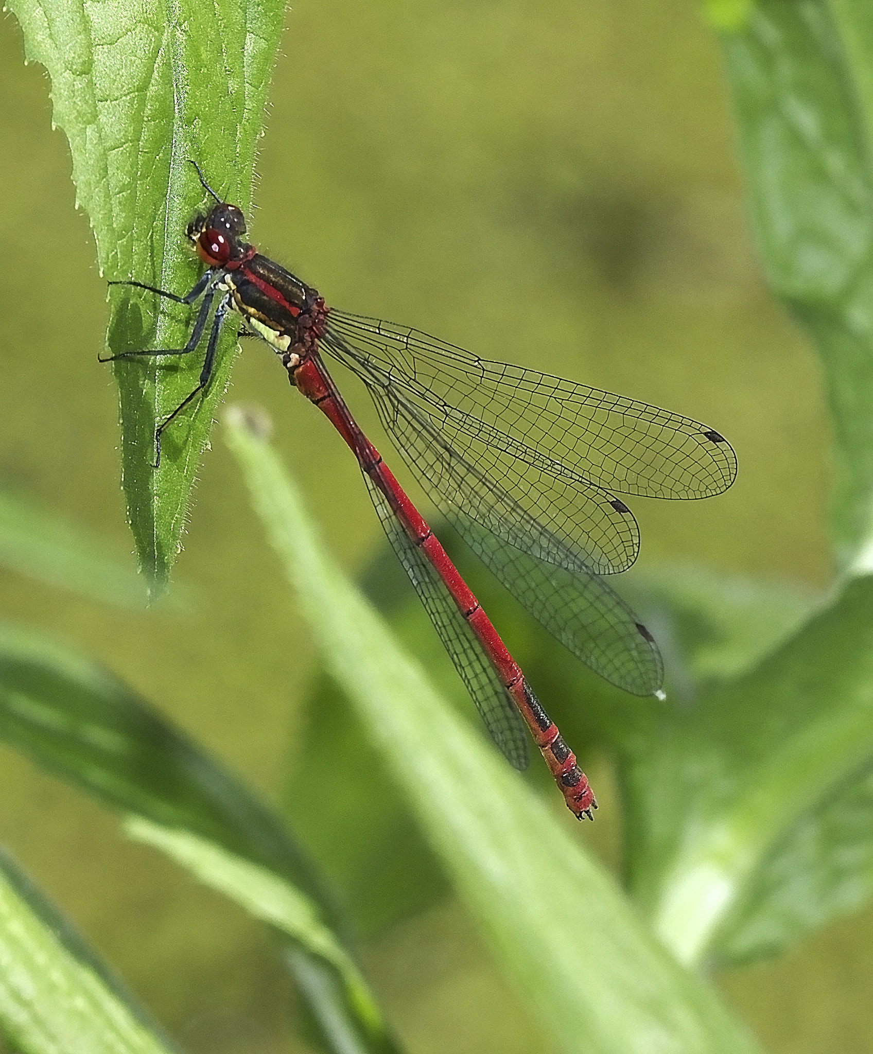 Canon EF 100mm F2.8 Macro USM sample photo. Macro juni photography