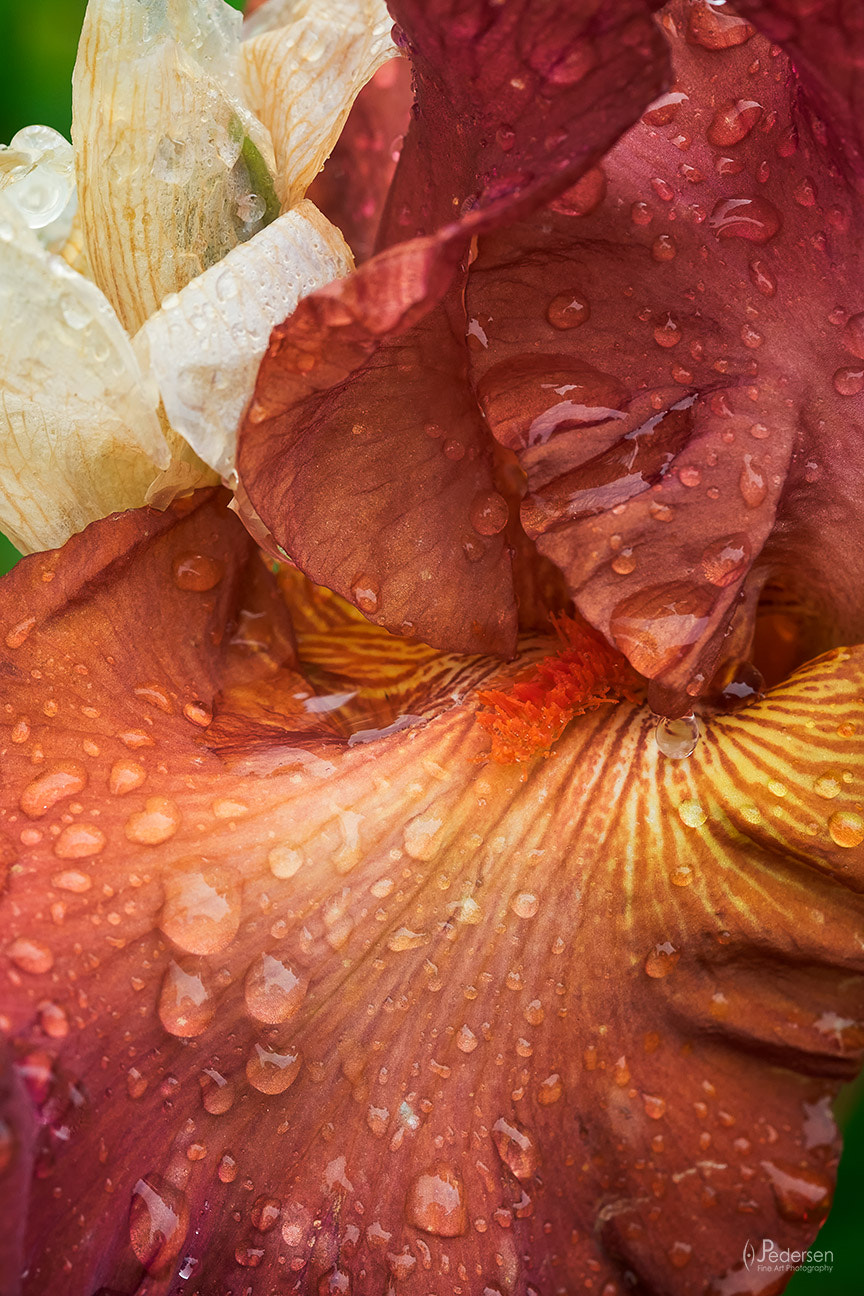 Fujifilm X-T1 + Fujifilm XF 60mm F2.4 R Macro sample photo. Iris drops photography