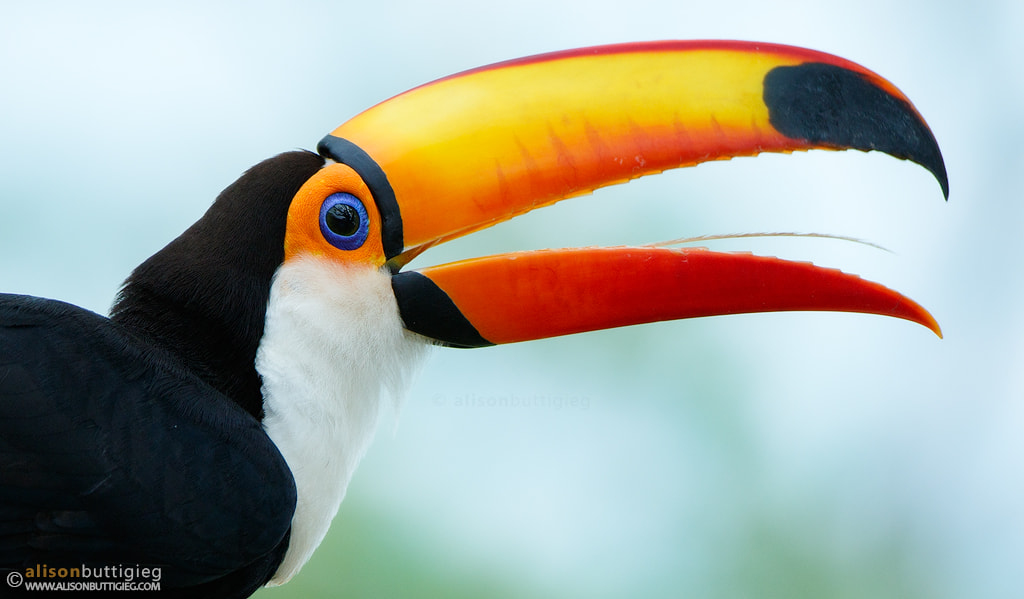 Canon EF 200-400mm F4L IS USM Extender 1.4x sample photo. Toco toucan photography